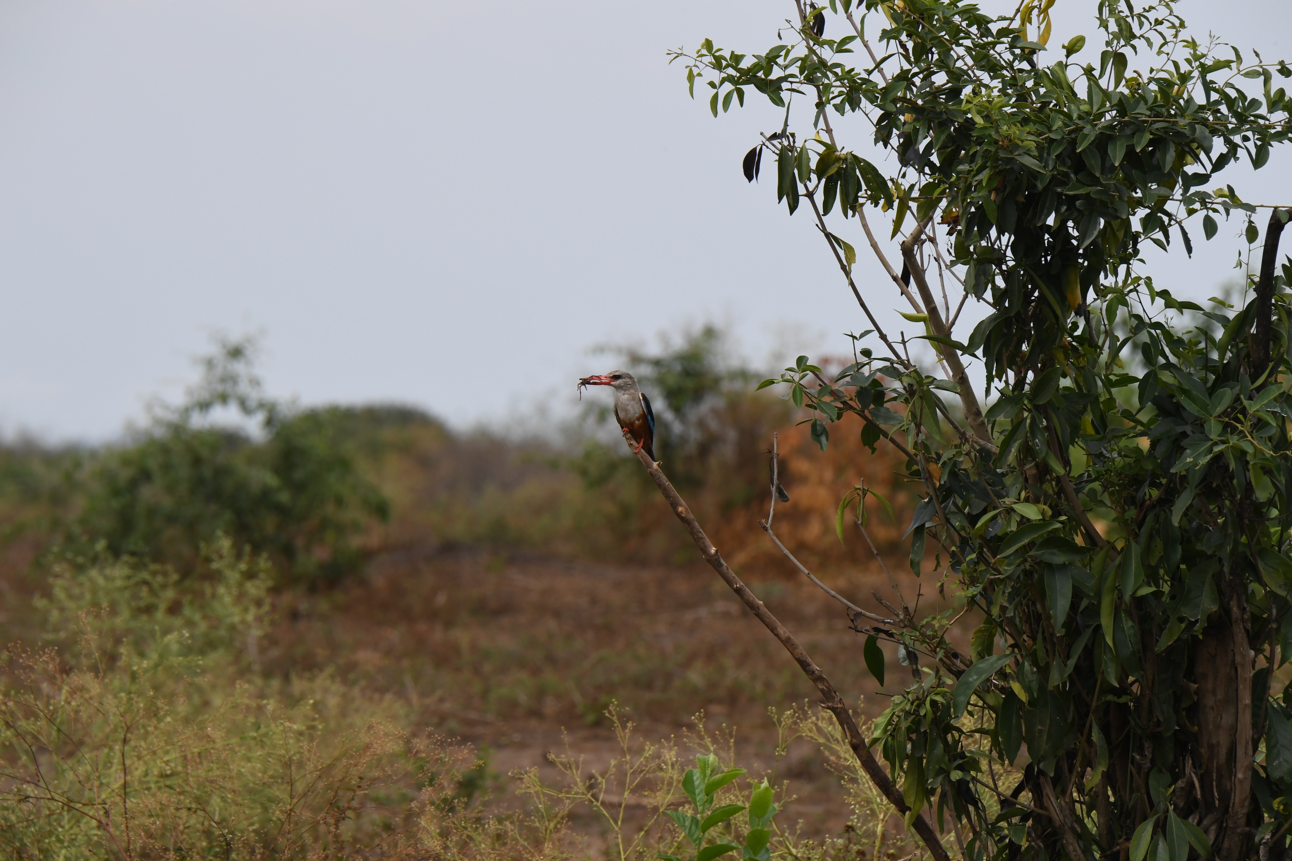 N&ouml;rdlich Kazinga Channel, Mweya, Queen Elizabeth National Park