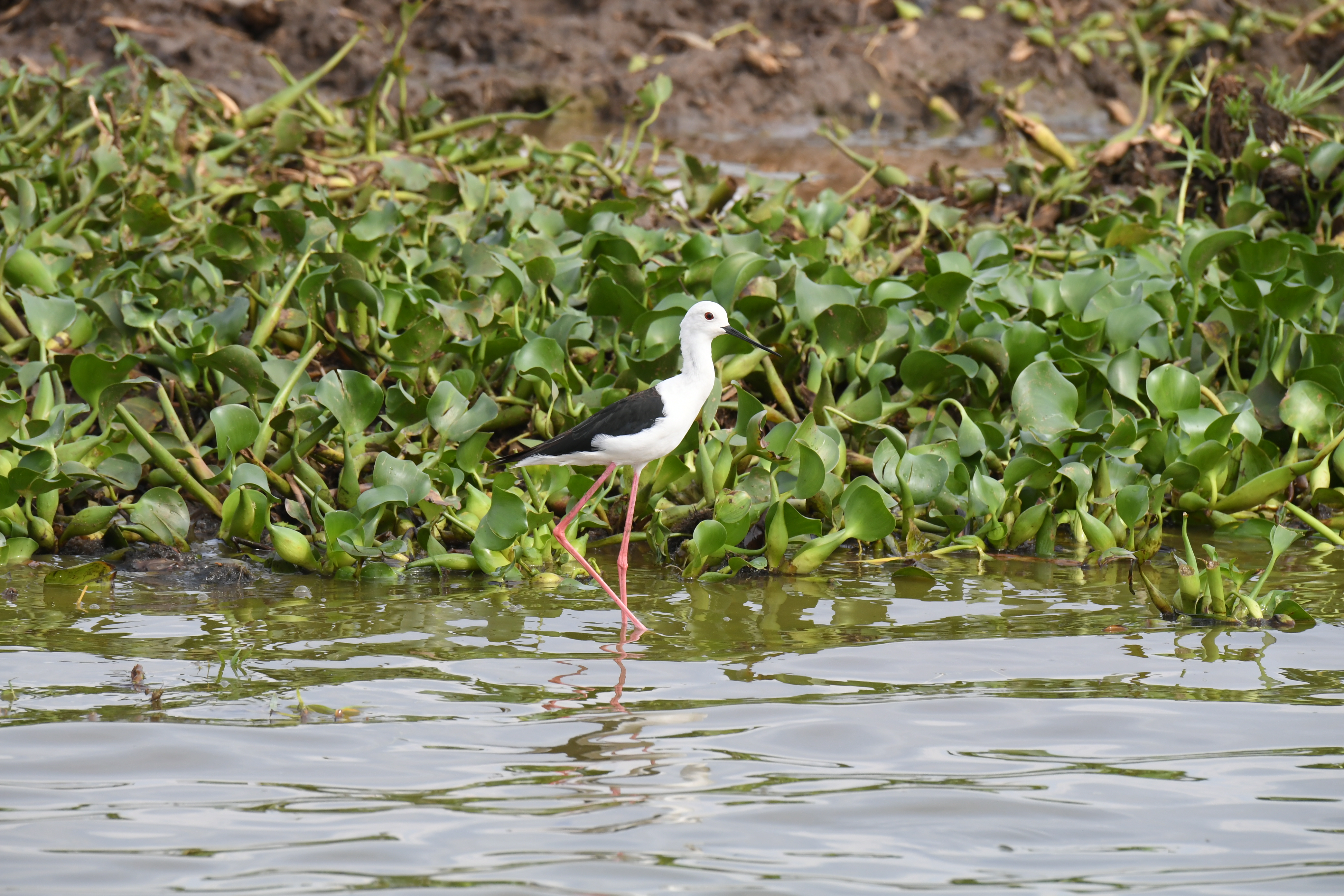 Kazinga Channel, Mweya, Queen Elizabeth National Park