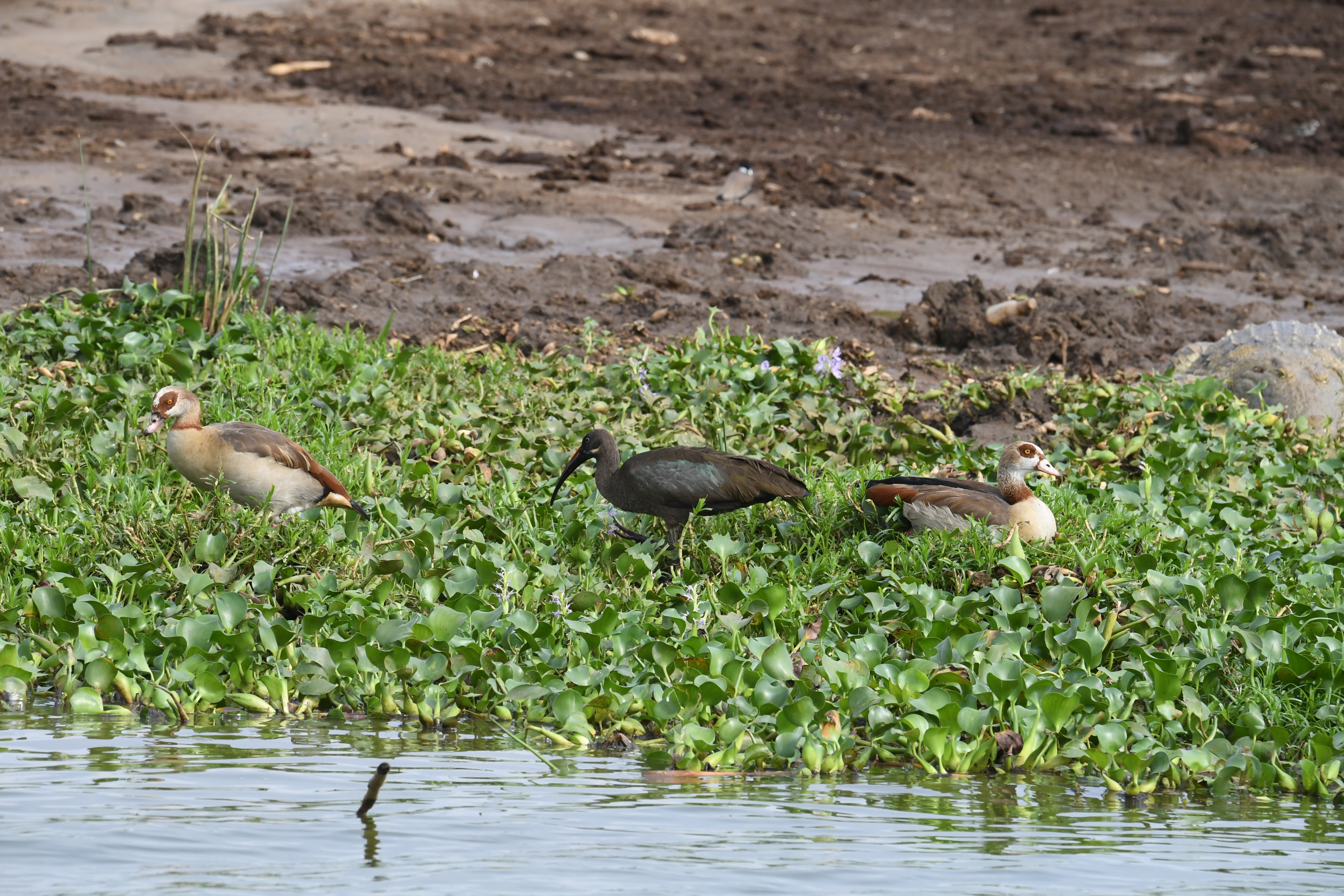 Kazinga Channel, Mweya, Queen Elizabeth National Park
