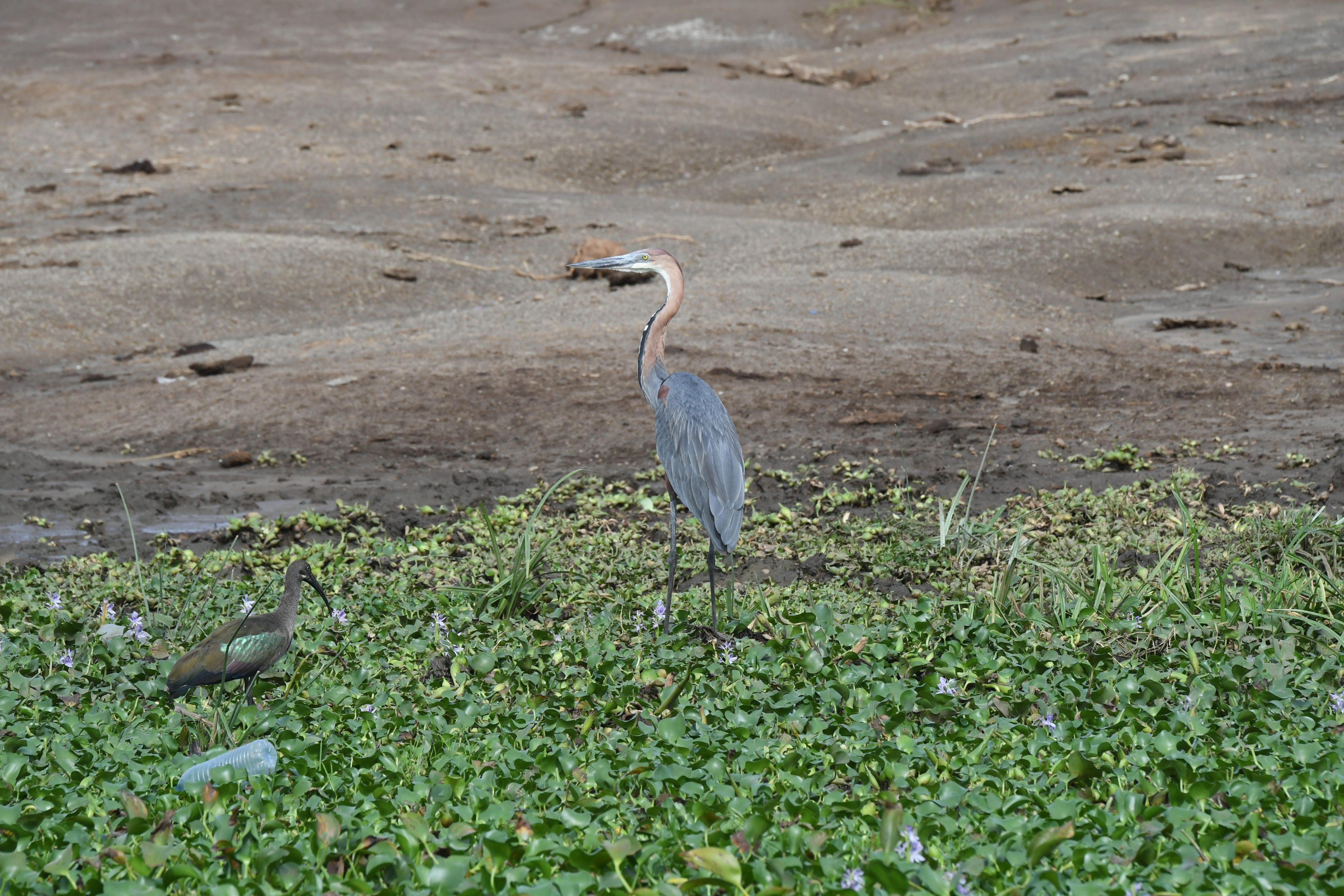 Kazinga Channel, Mweya, Queen Elizabeth National Park