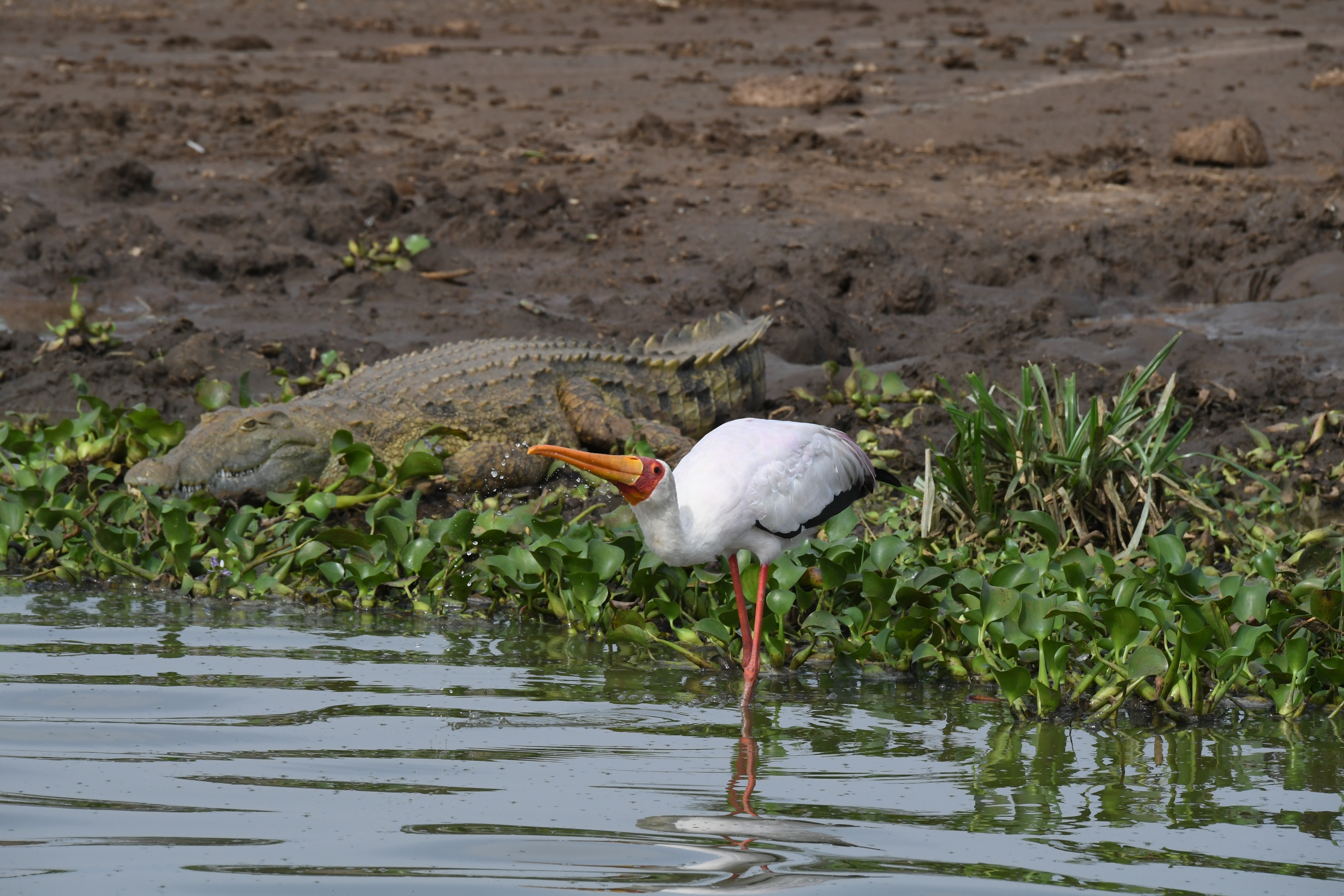 Kazinga Channel, Mweya, Queen Elizabeth National Park