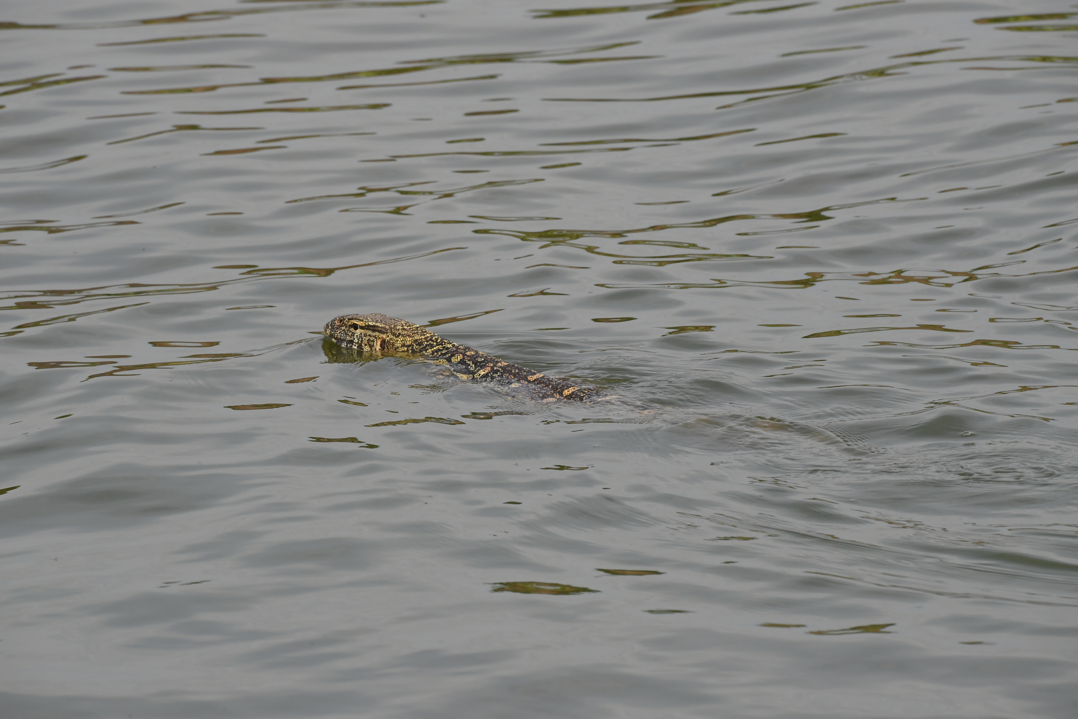 Kazinga Channel, Mweya, Queen Elizabeth National Park