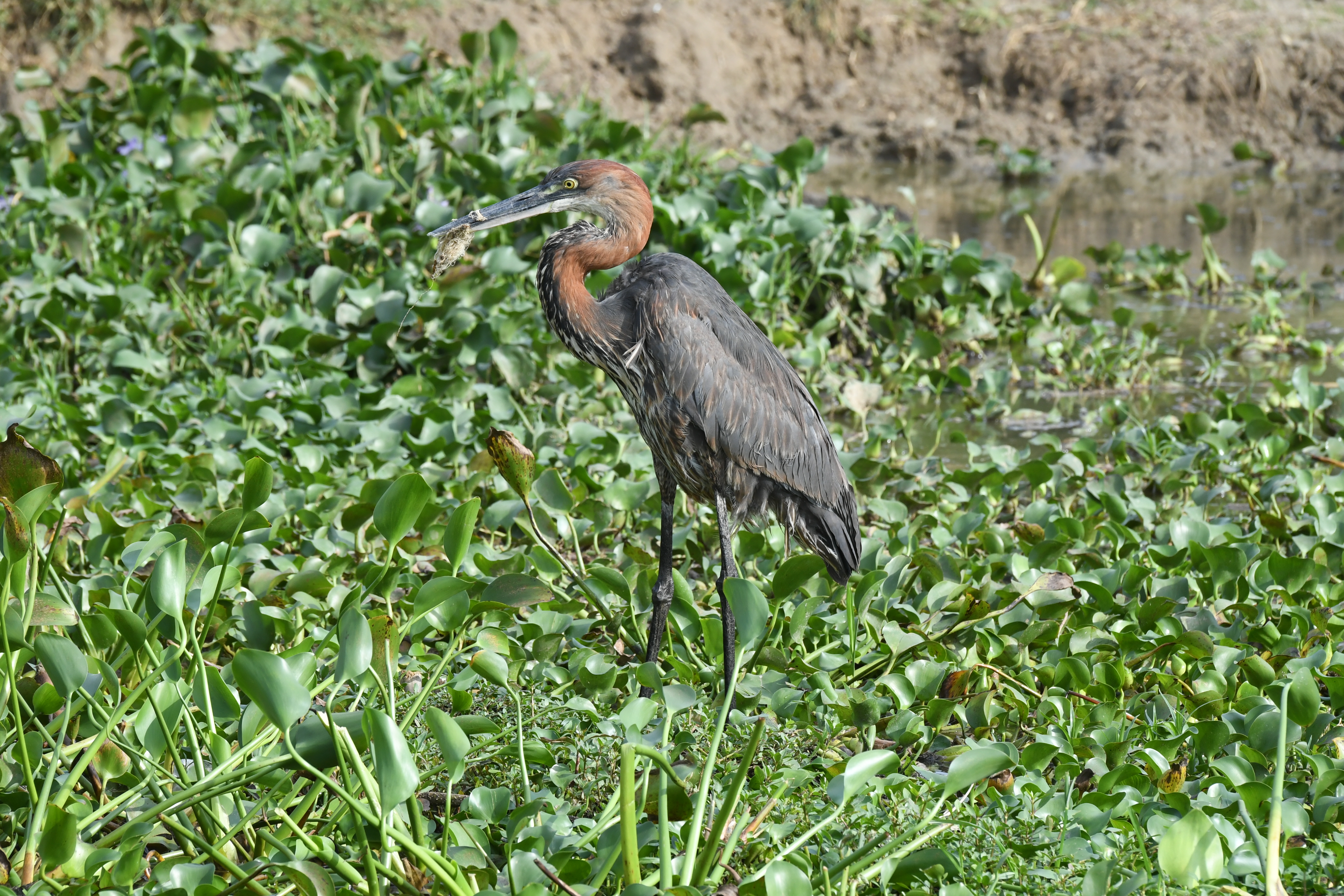 Kazinga Channel, Mweya, Queen Elizabeth National Park