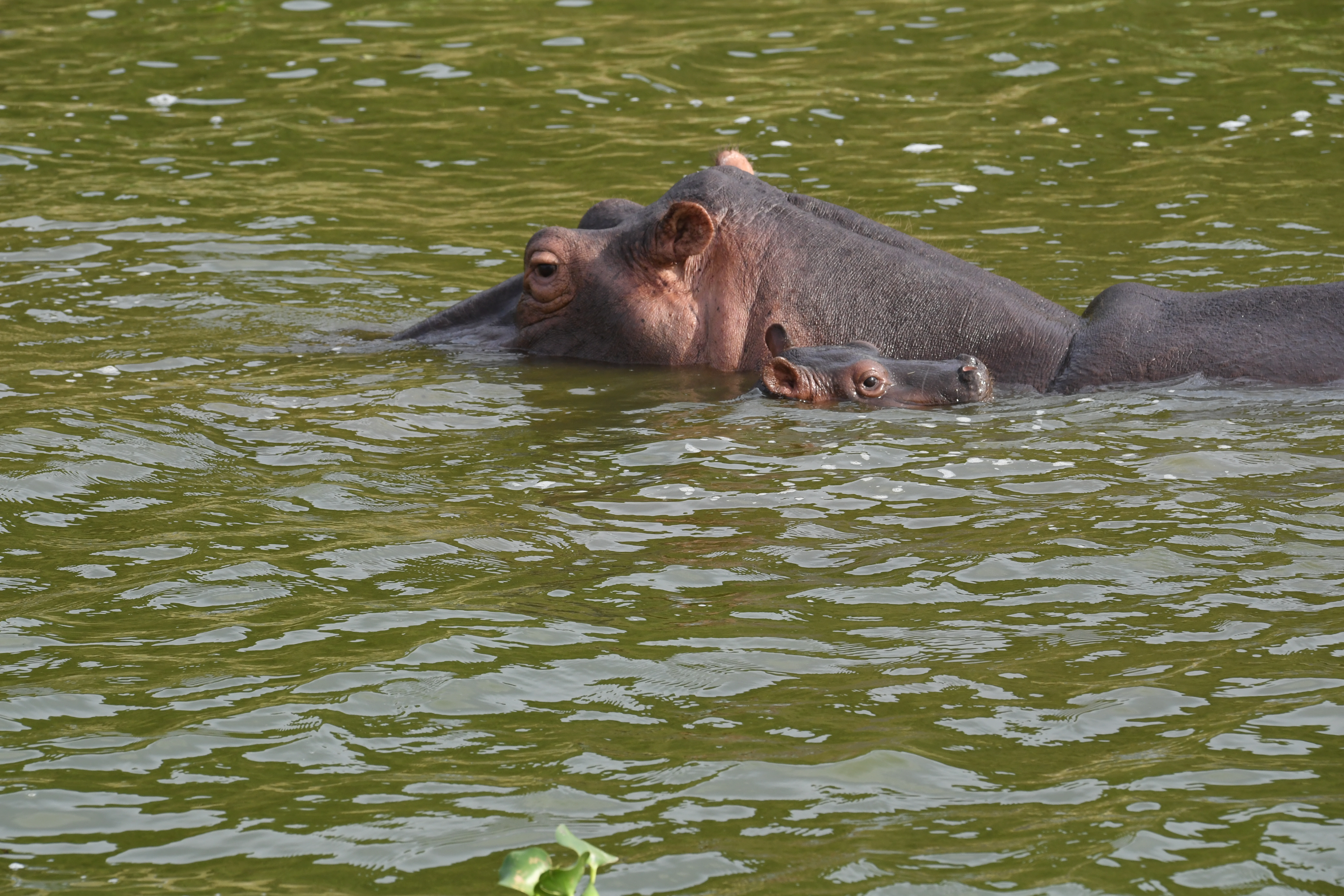 Kazinga Channel, Mweya, Queen Elizabeth National Park