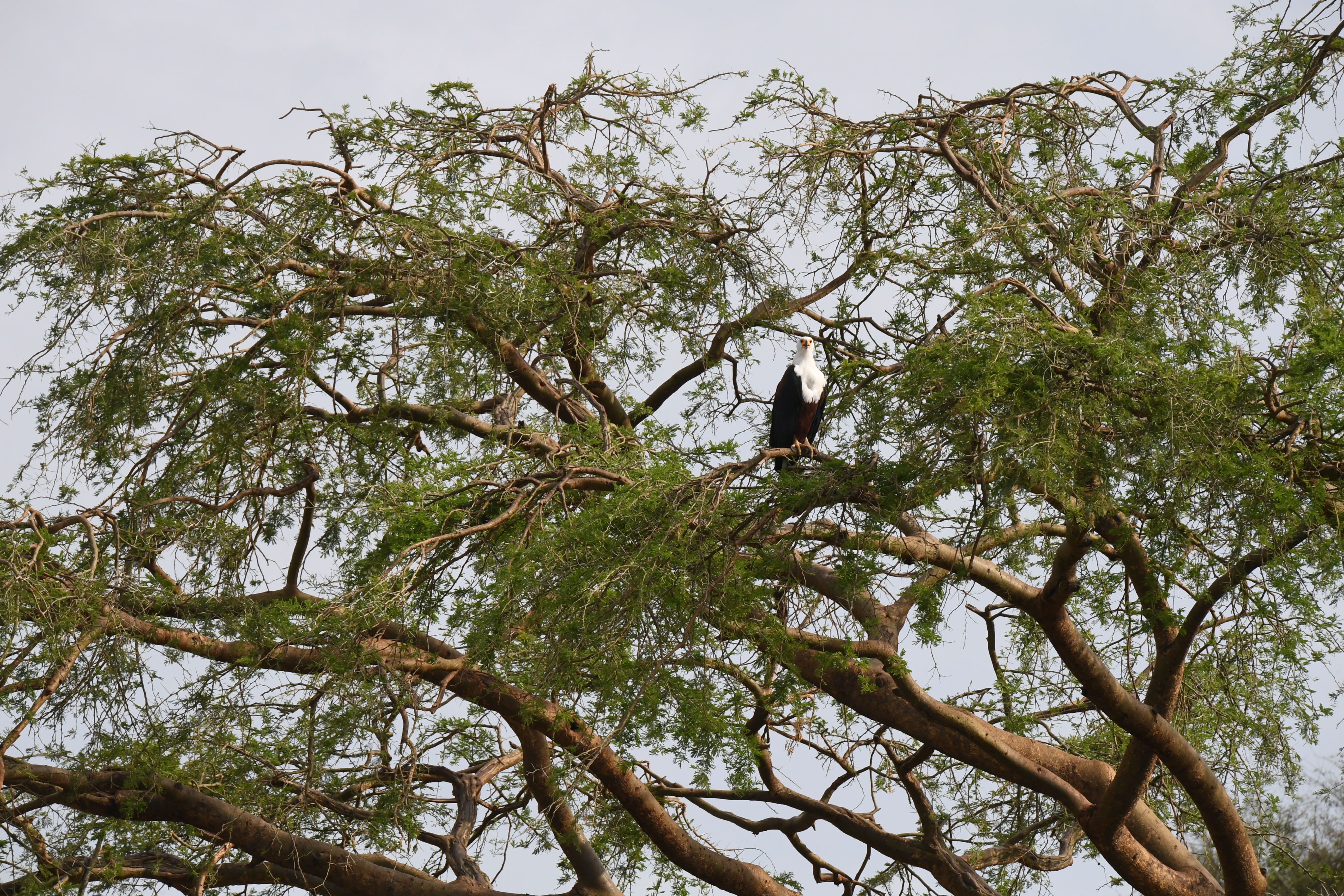Kazinga Channel, Mweya, Queen Elizabeth National Park