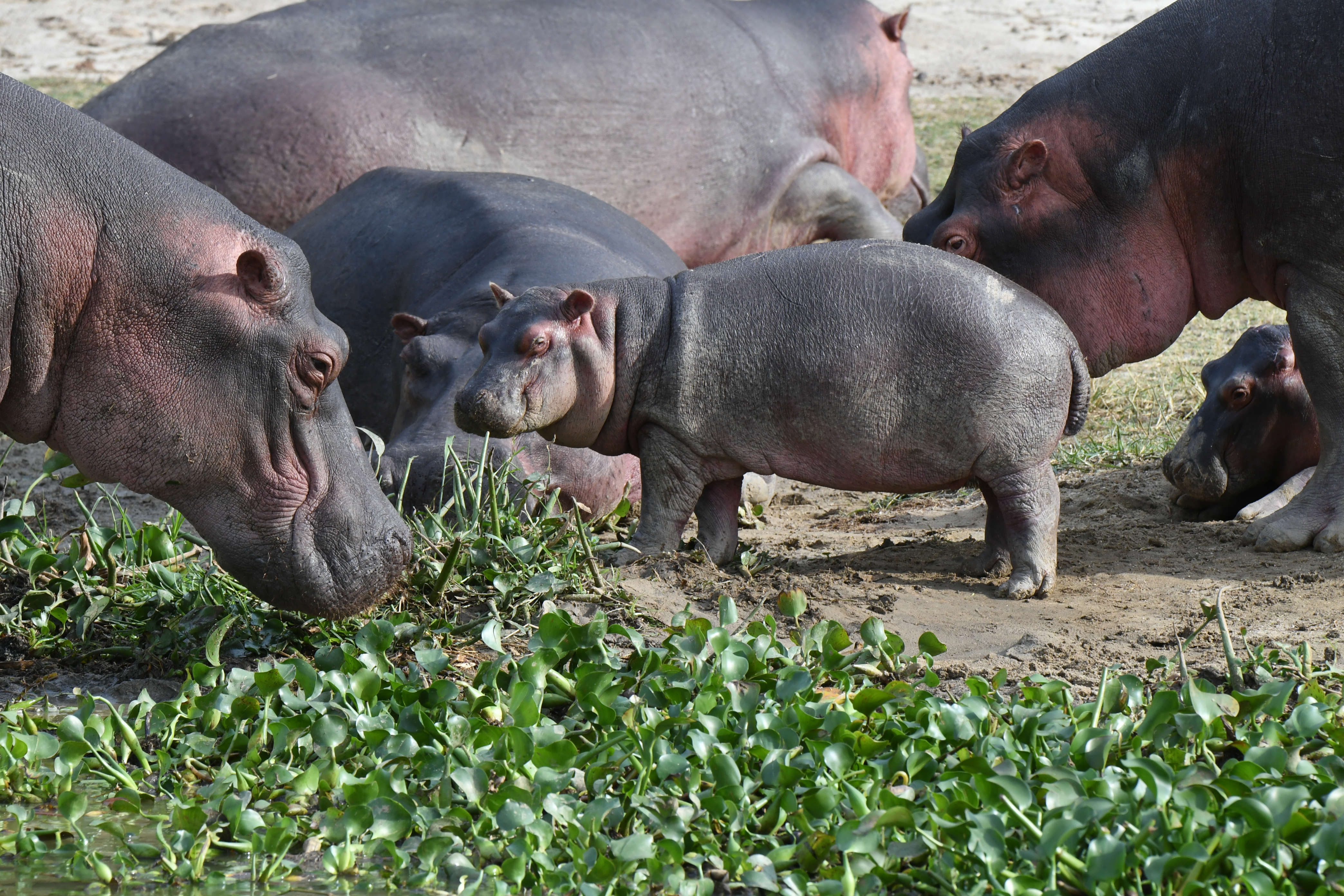 Kazinga Channel, Mweya, Queen Elizabeth National Park