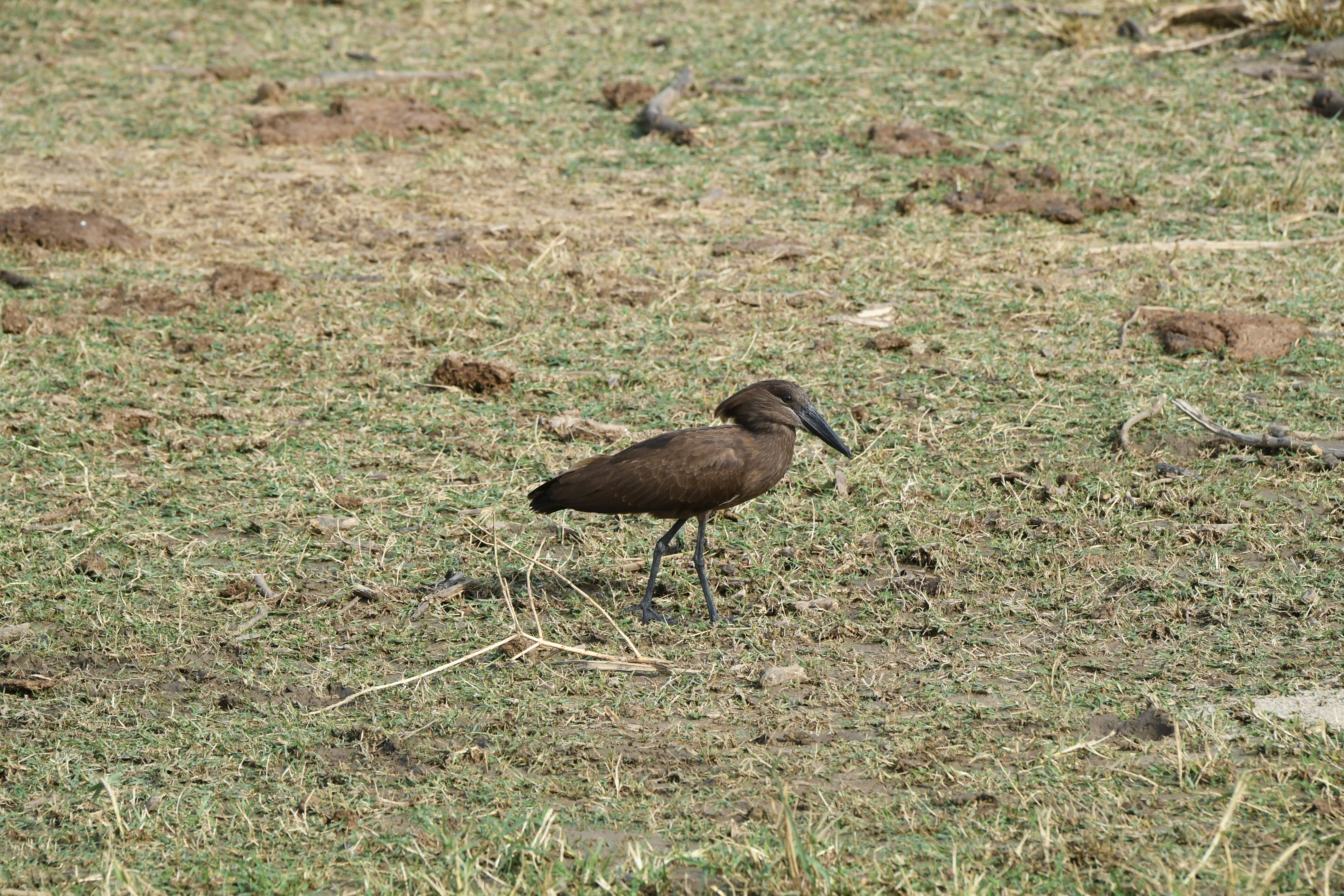 Kazinga Channel, Mweya, Queen Elizabeth National Park