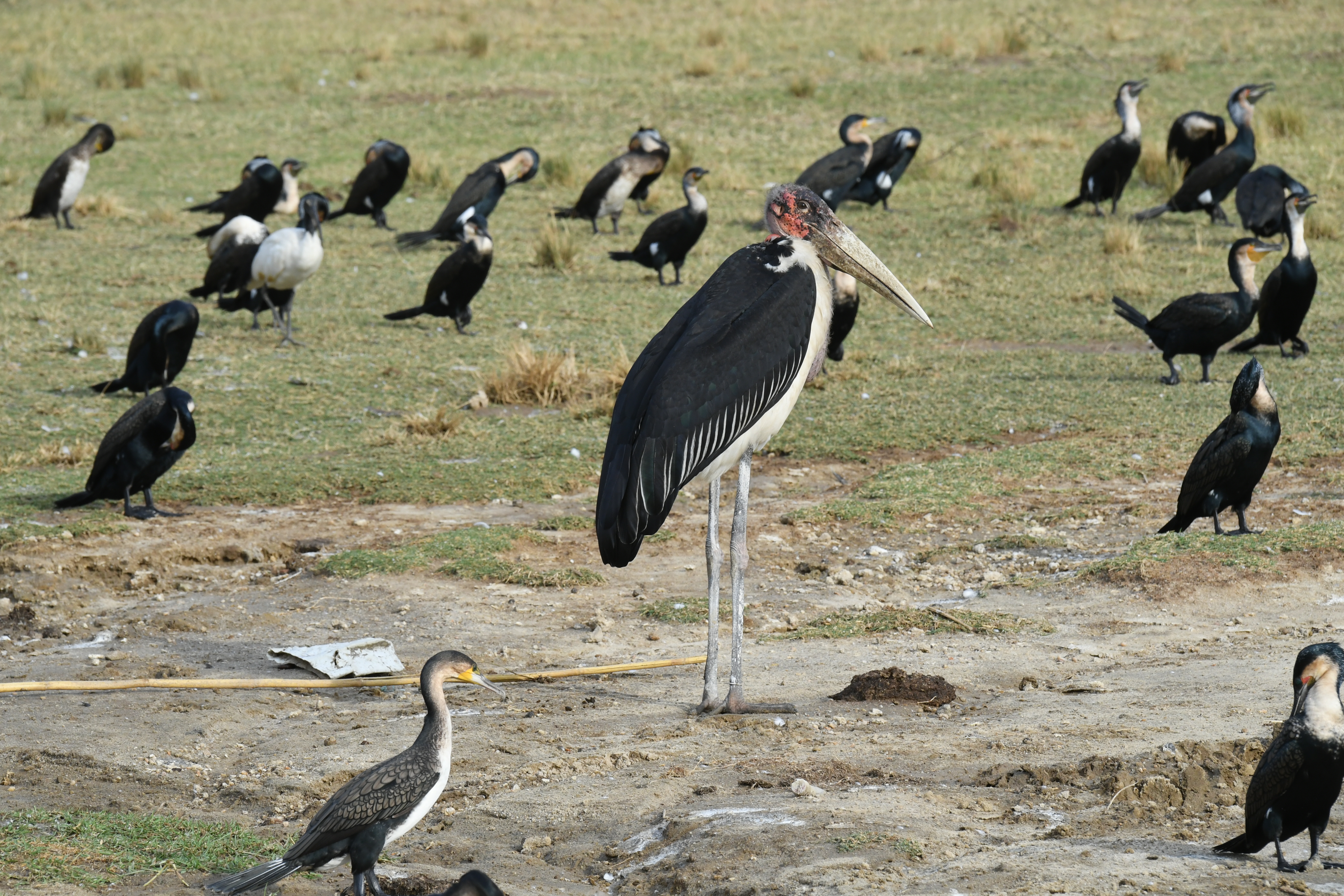Kazinga Channel, Mweya, Queen Elizabeth National Park