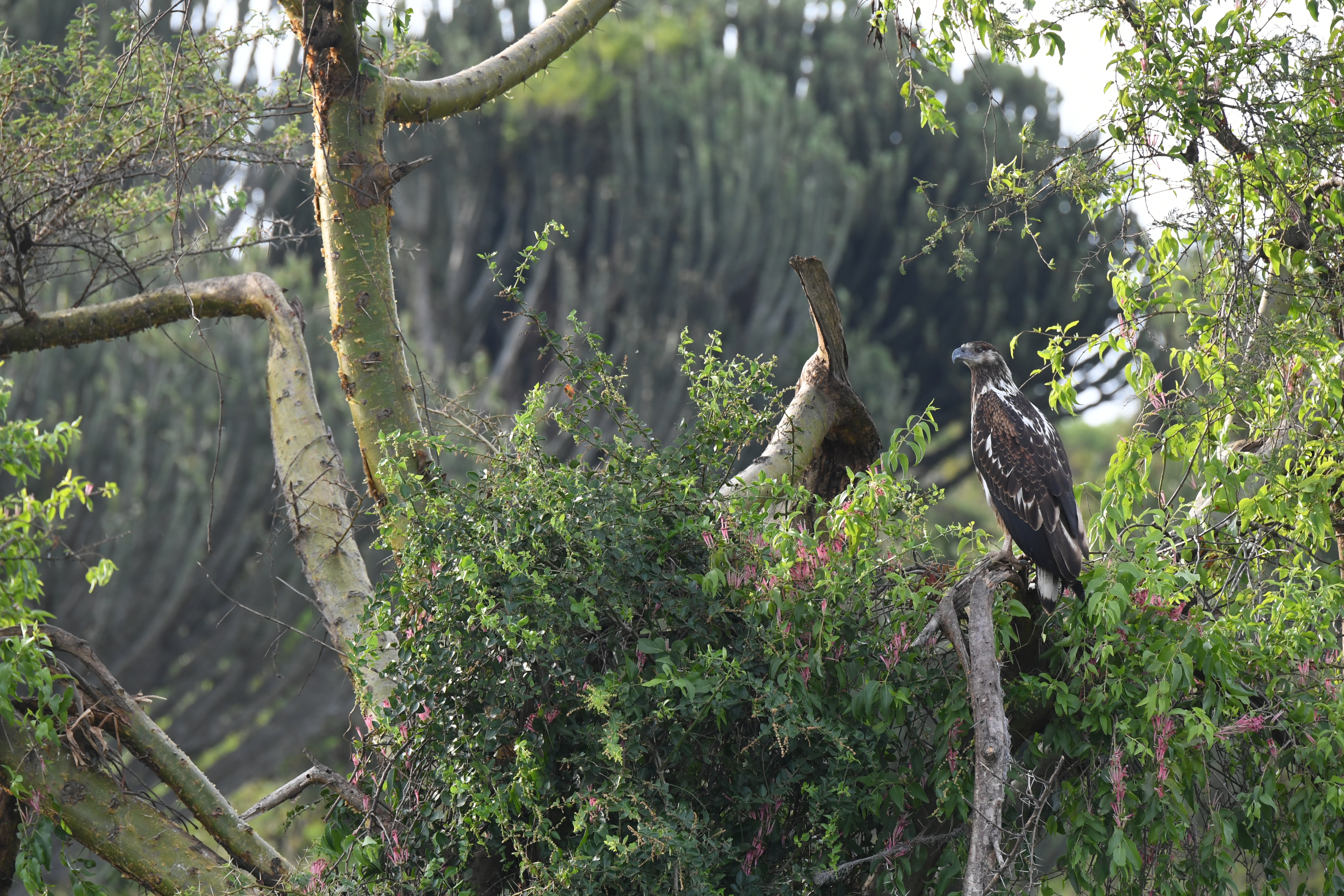 Kazinga Channel, Mweya, Queen Elizabeth National Park