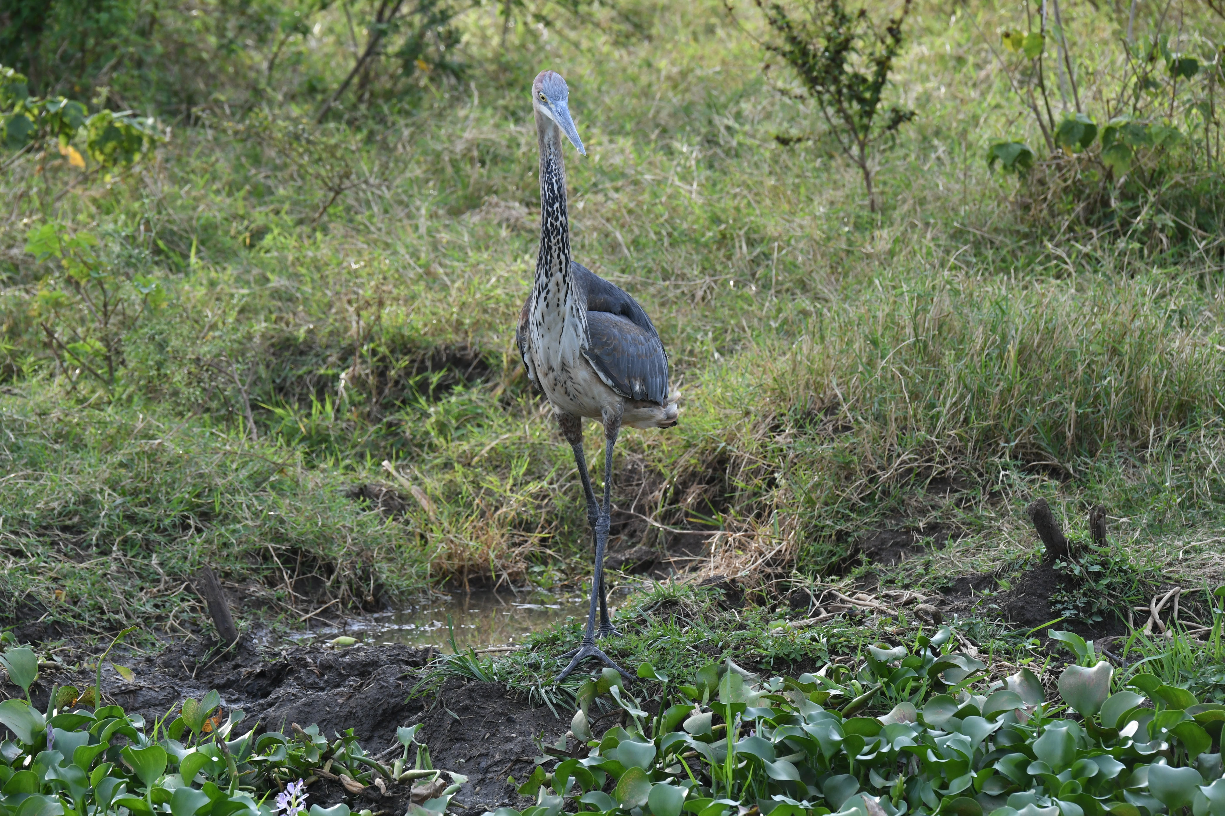 Kazinga Channel, Mweya, Queen Elizabeth National Park