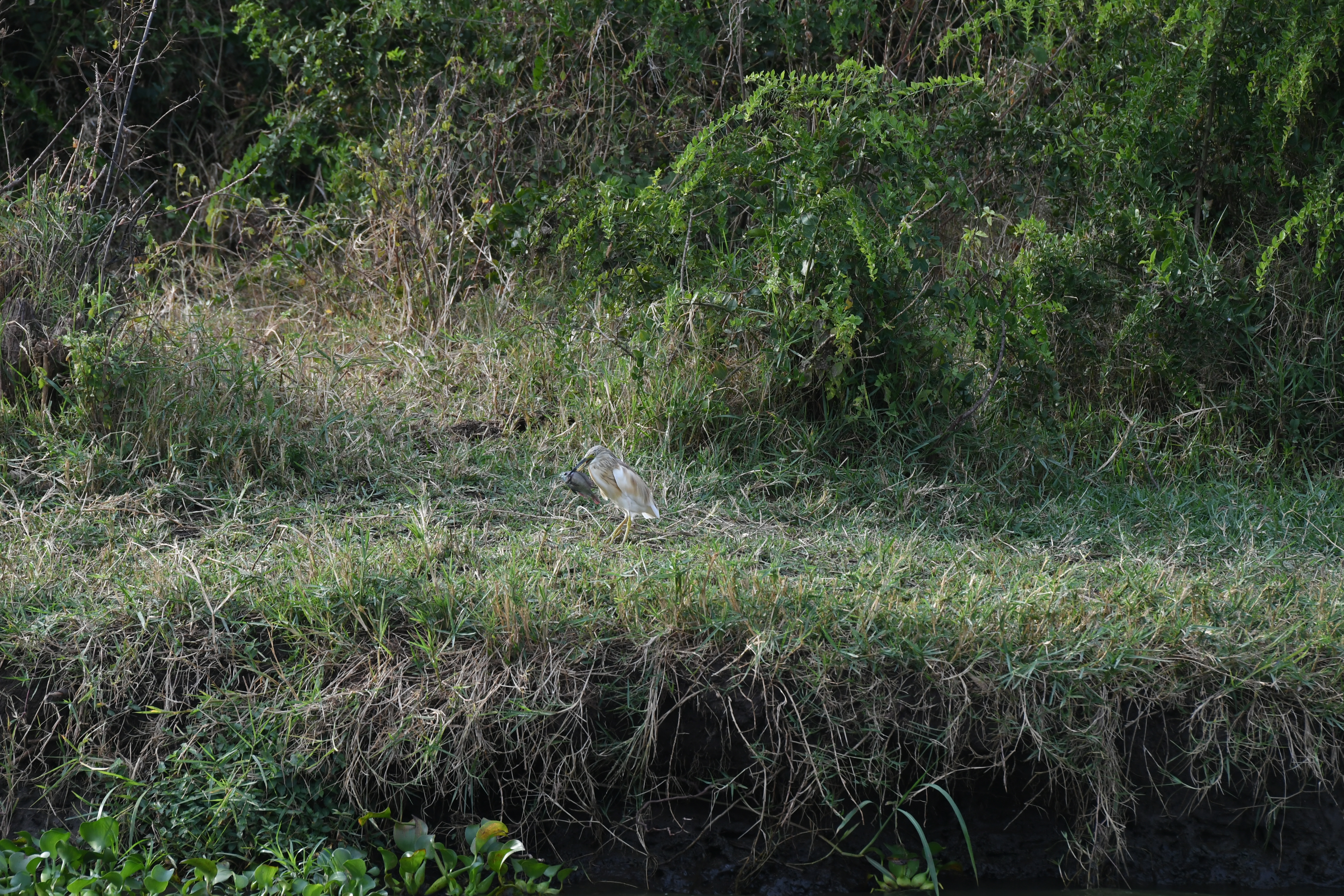 Kazinga Channel, Mweya, Queen Elizabeth National Park