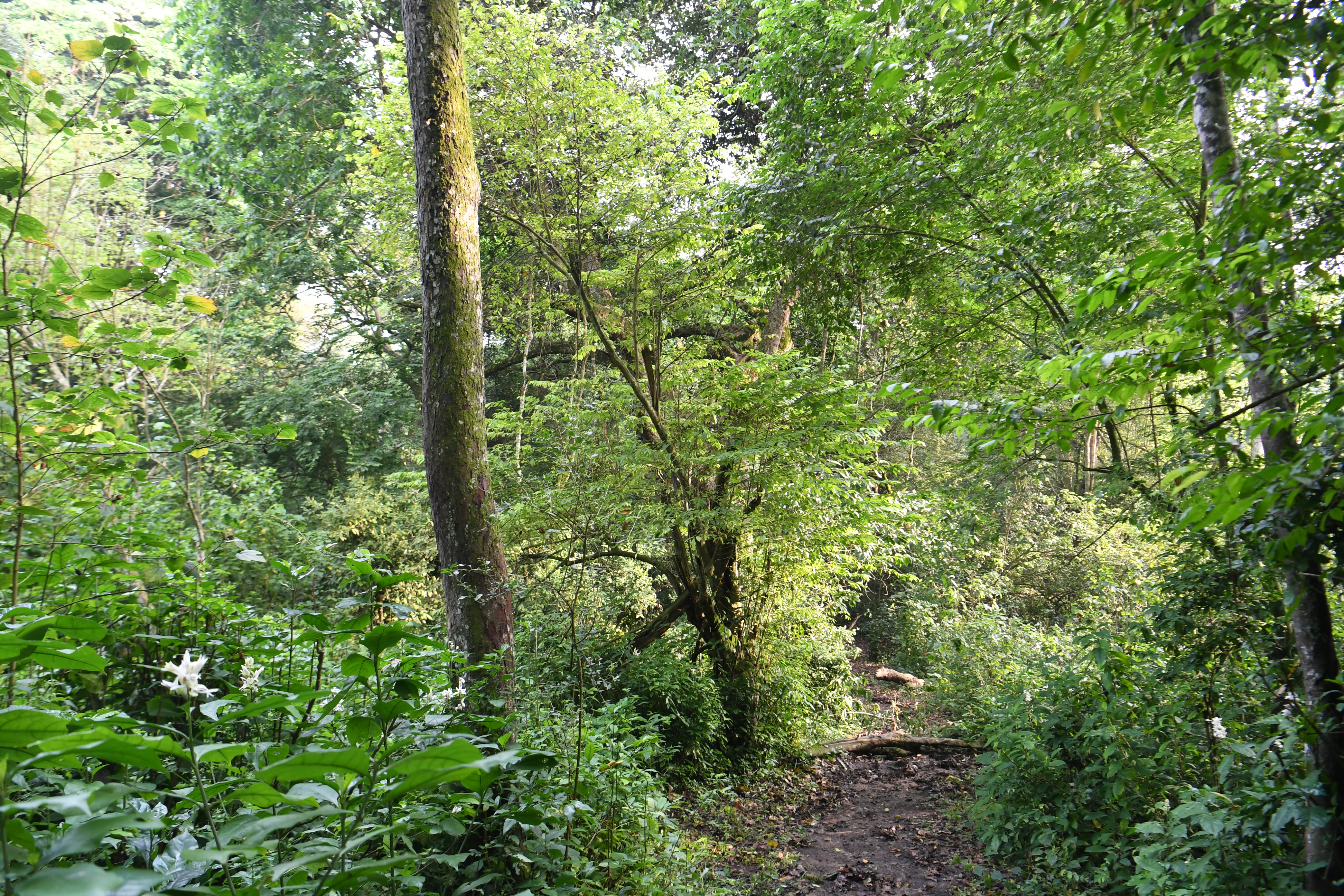 Kyambura Schlucht