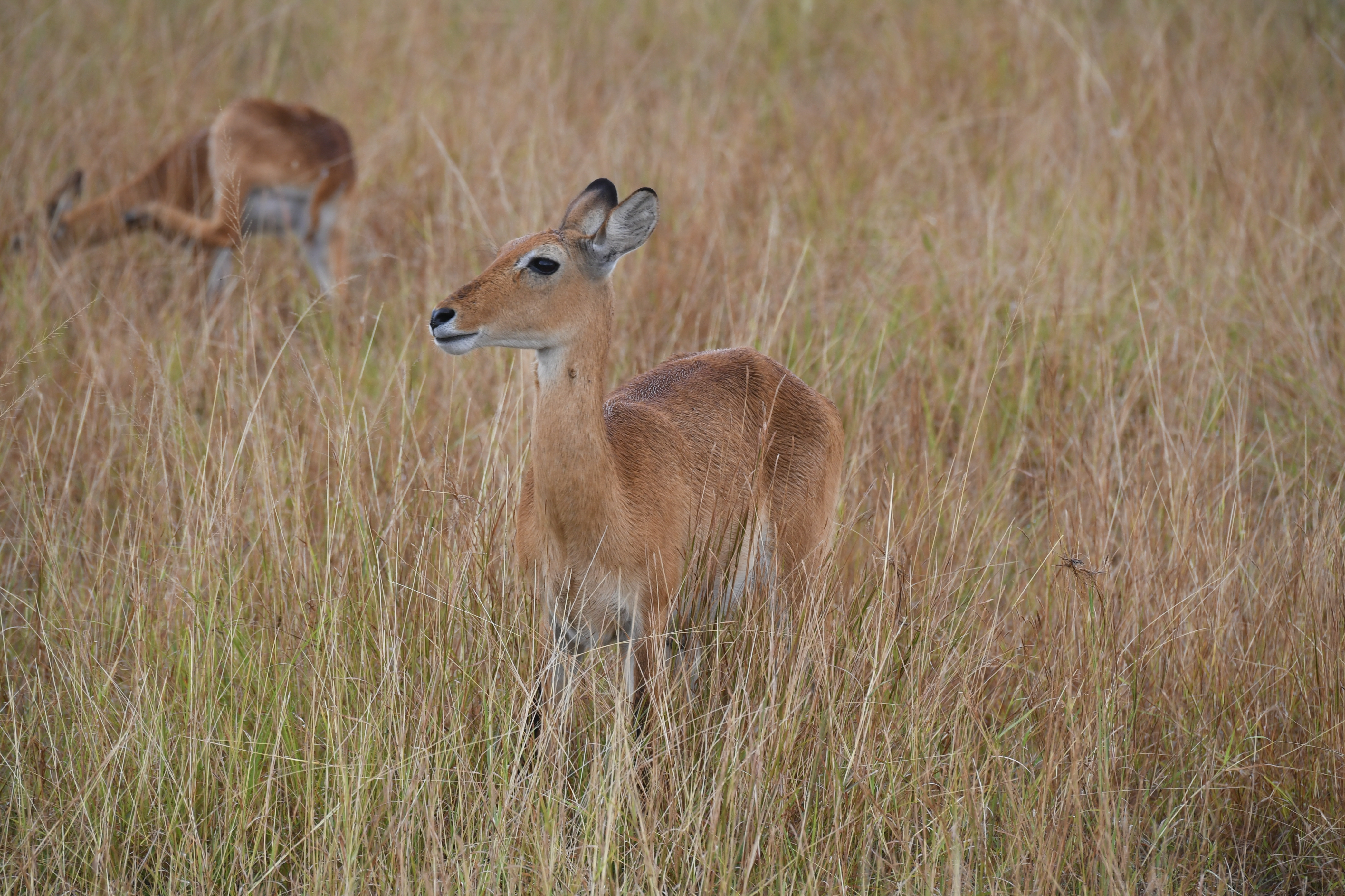 N&ouml;rdlich Kazinga Channel, Mweya, Queen Elizabeth National Park