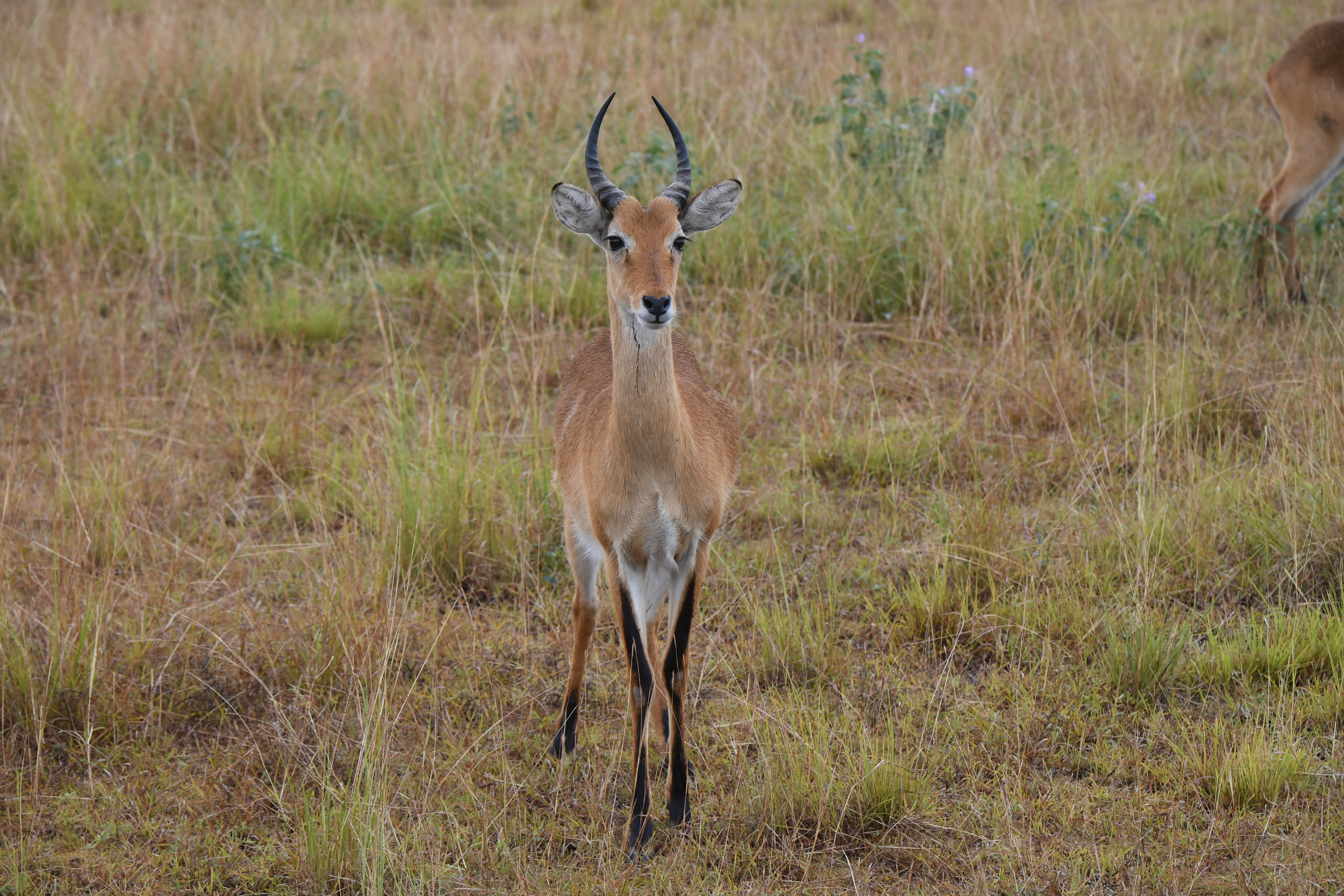 N&ouml;rdlich Kazinga Channel, Mweya, Queen Elizabeth National Park