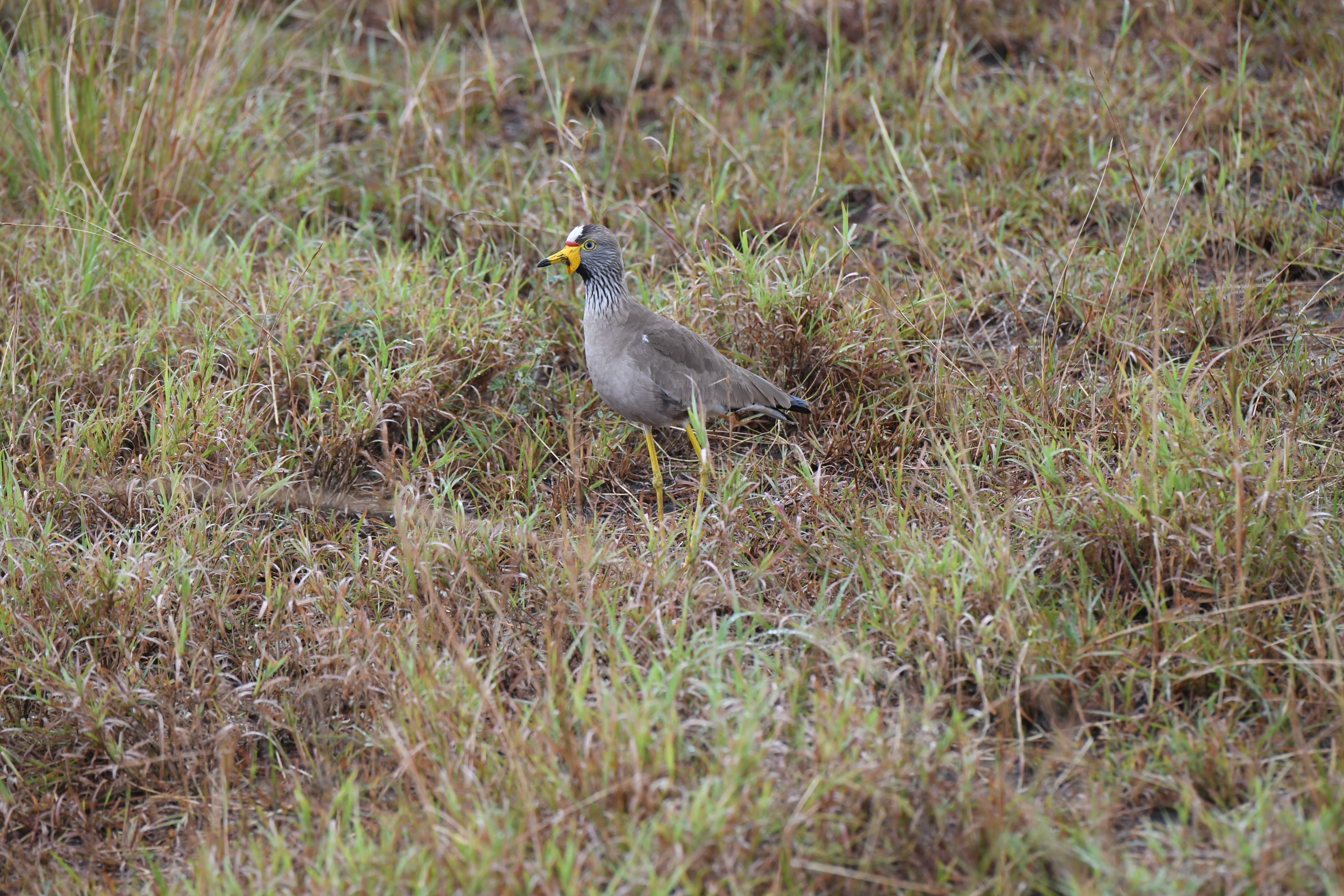 N&ouml;rdlich Kazinga Channel, Mweya, Queen Elizabeth National Park