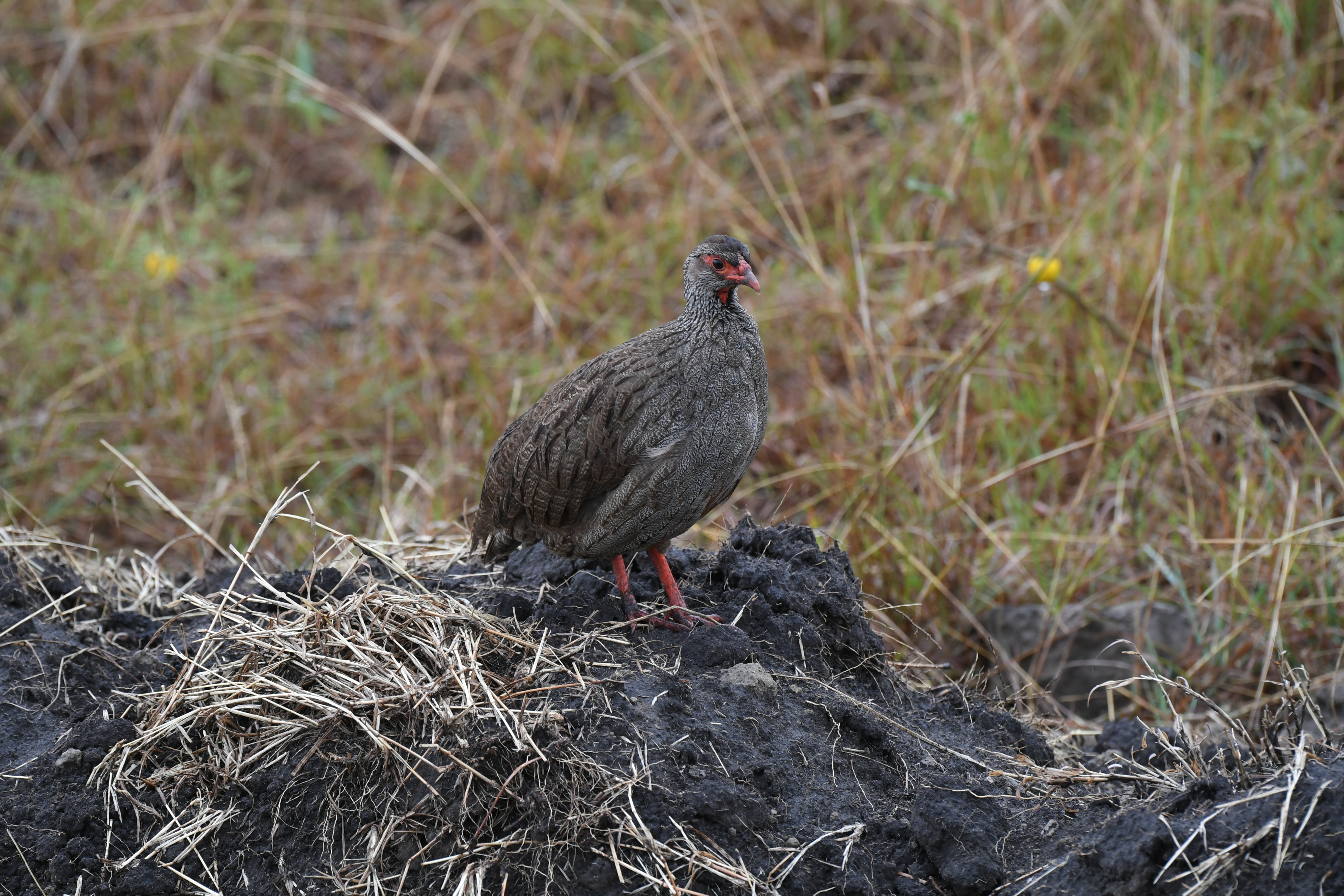 N&ouml;rdlich Kazinga Channel, Mweya, Queen Elizabeth National Park