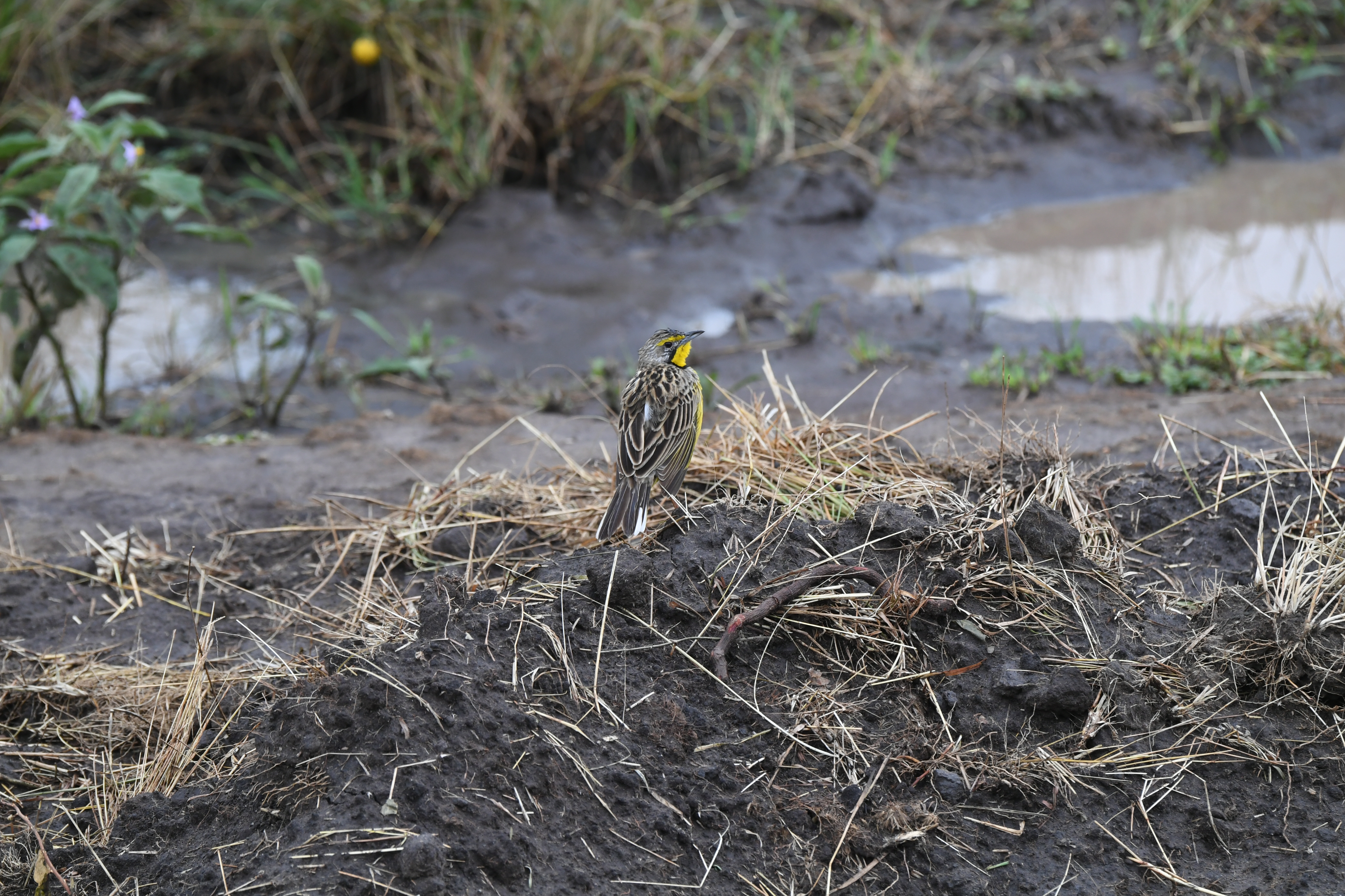 N&ouml;rdlich Kazinga Channel, Mweya, Queen Elizabeth National Park