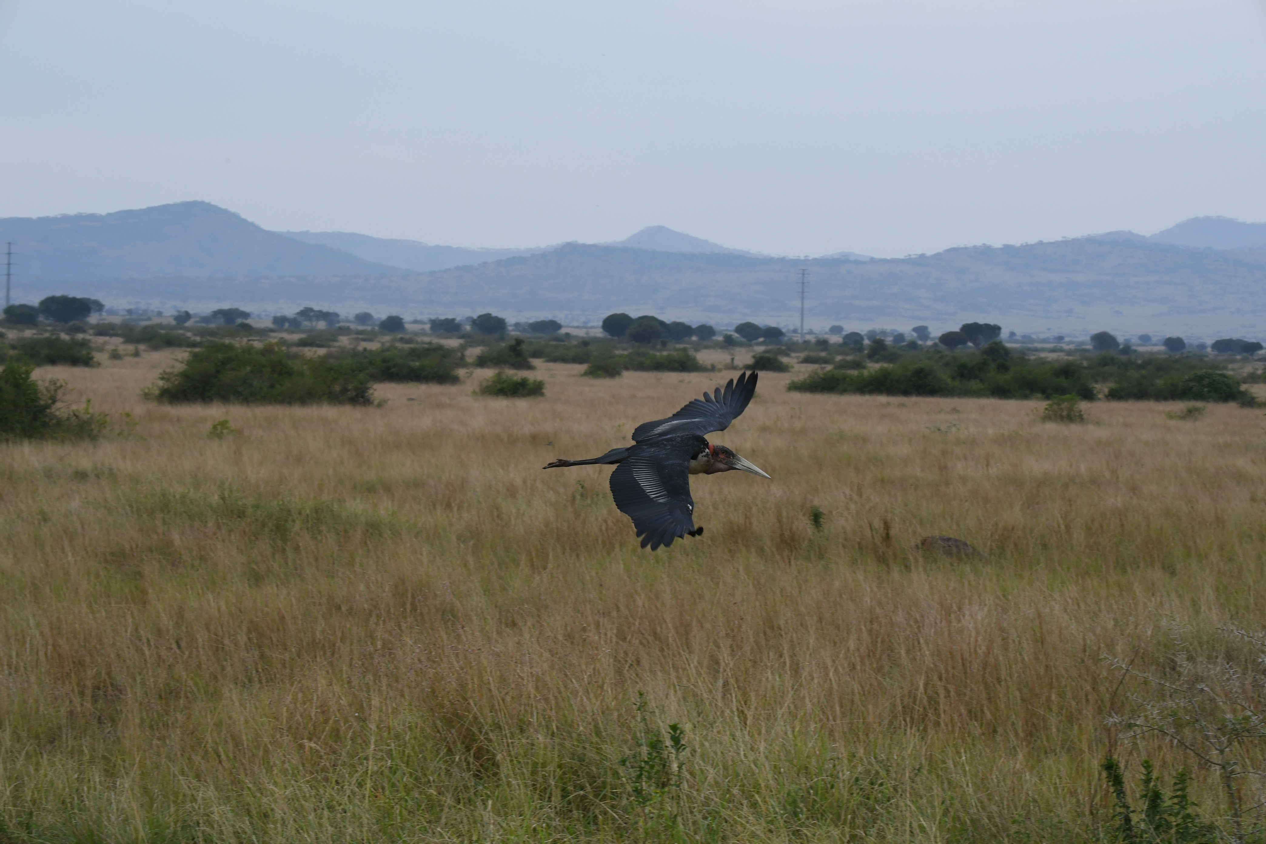 N&ouml;rdlich Kazinga Channel, Mweya, Queen Elizabeth National Park