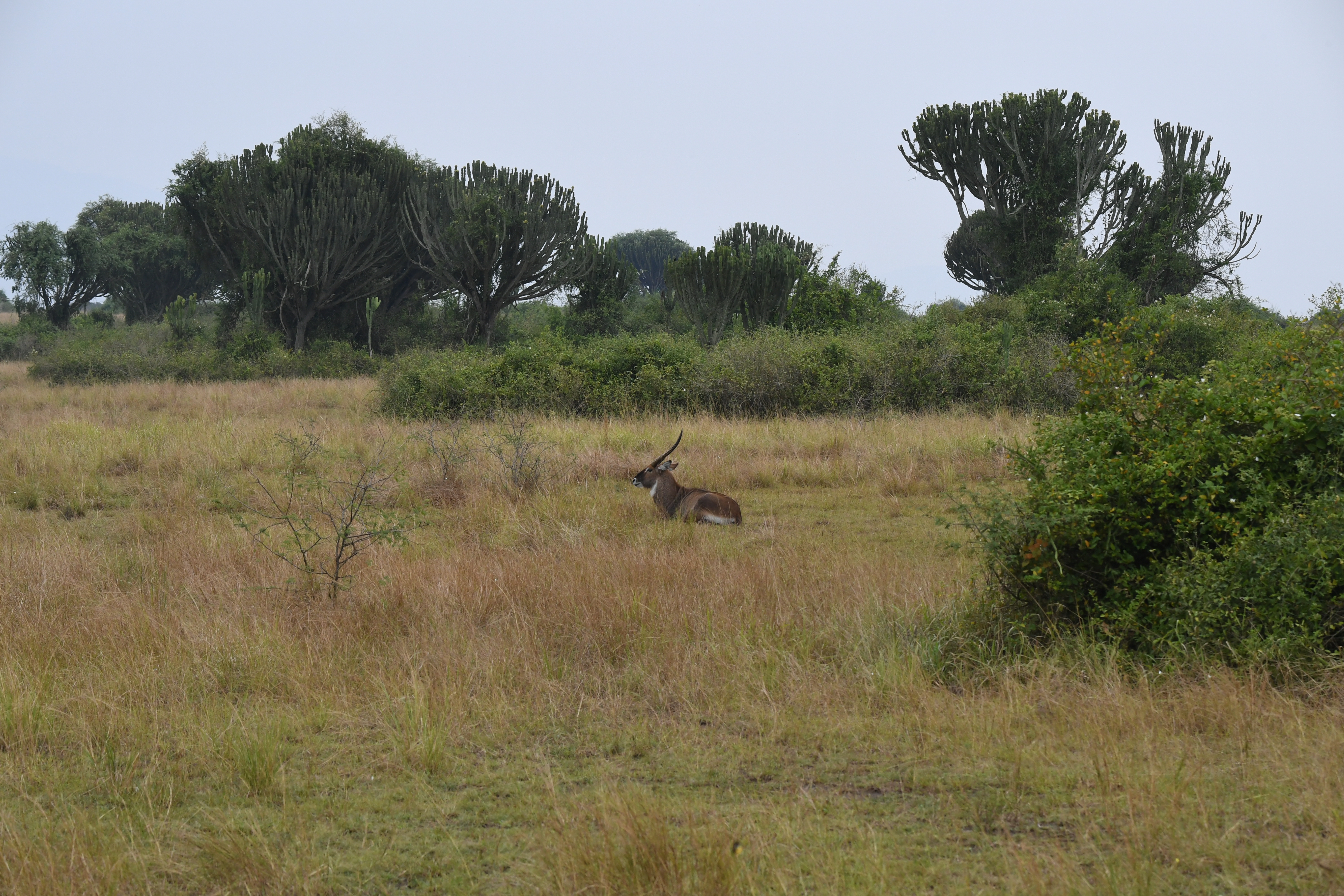 N&ouml;rdlich Kazinga Channel, Mweya, Queen Elizabeth National Park