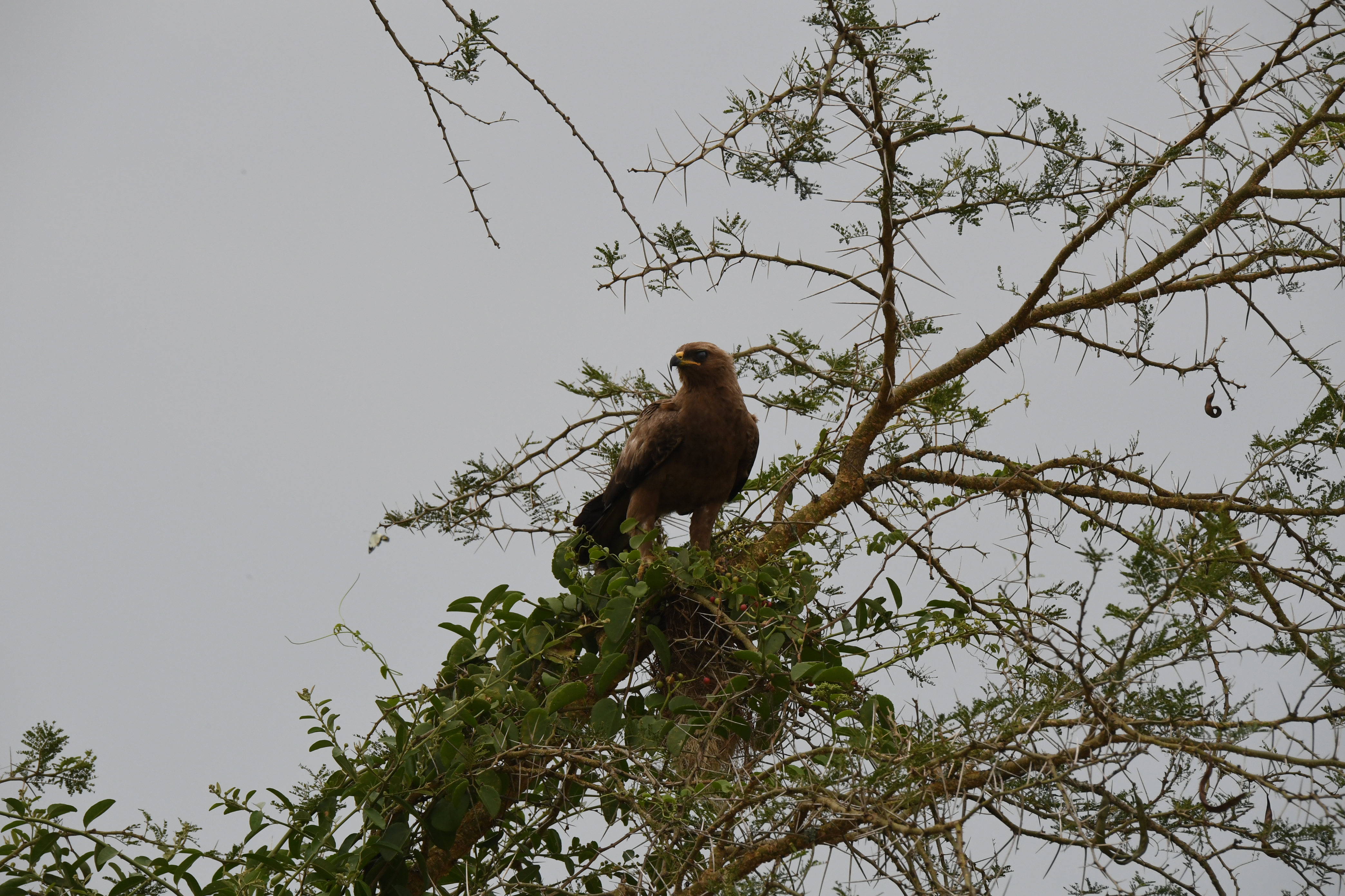 N&ouml;rdlich Kazinga Channel, Mweya, Queen Elizabeth National Park