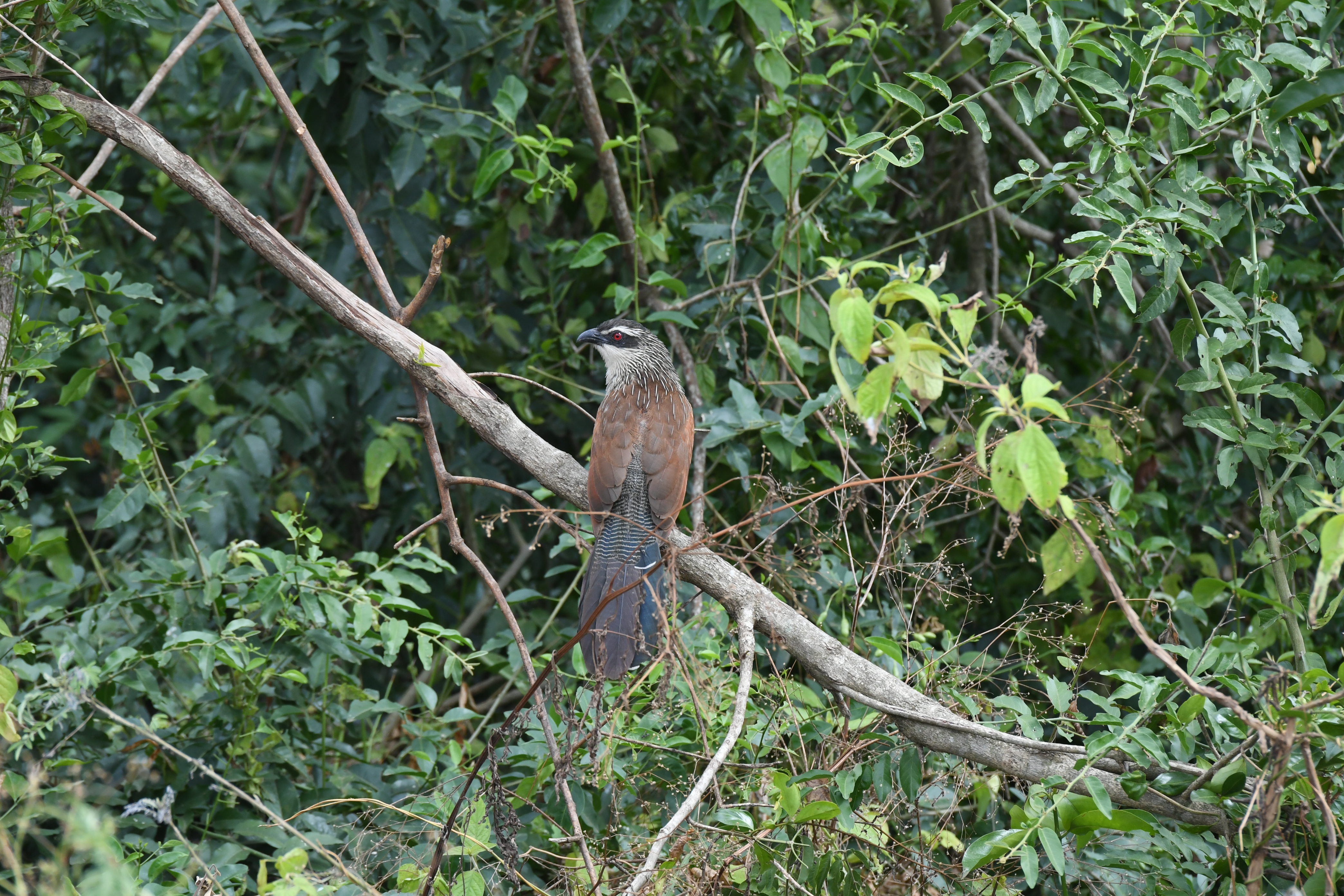 N&ouml;rdlich Kazinga Channel, Mweya, Queen Elizabeth National Park