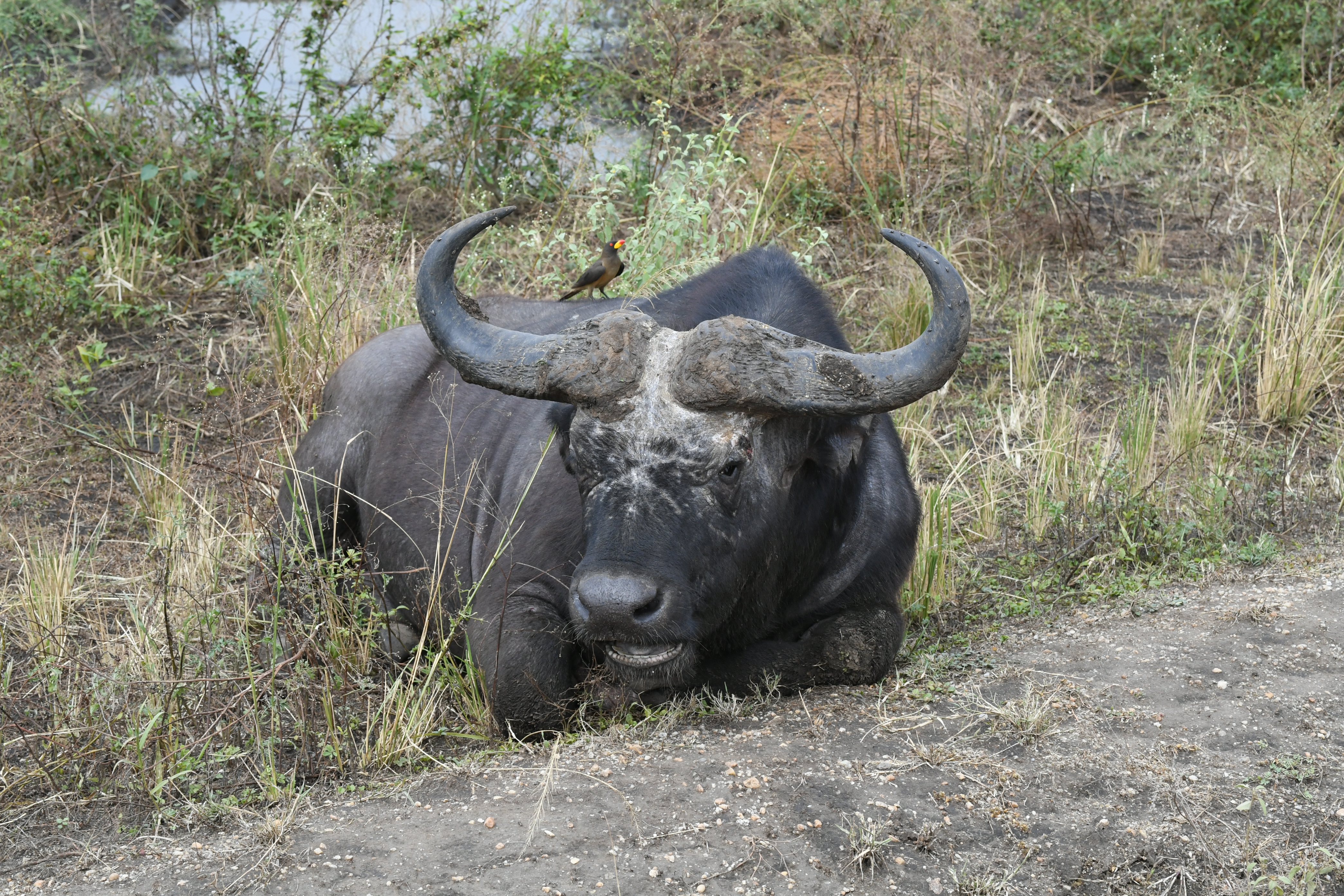 N&ouml;rdlich Kazinga Channel, Mweya, Queen Elizabeth National Park