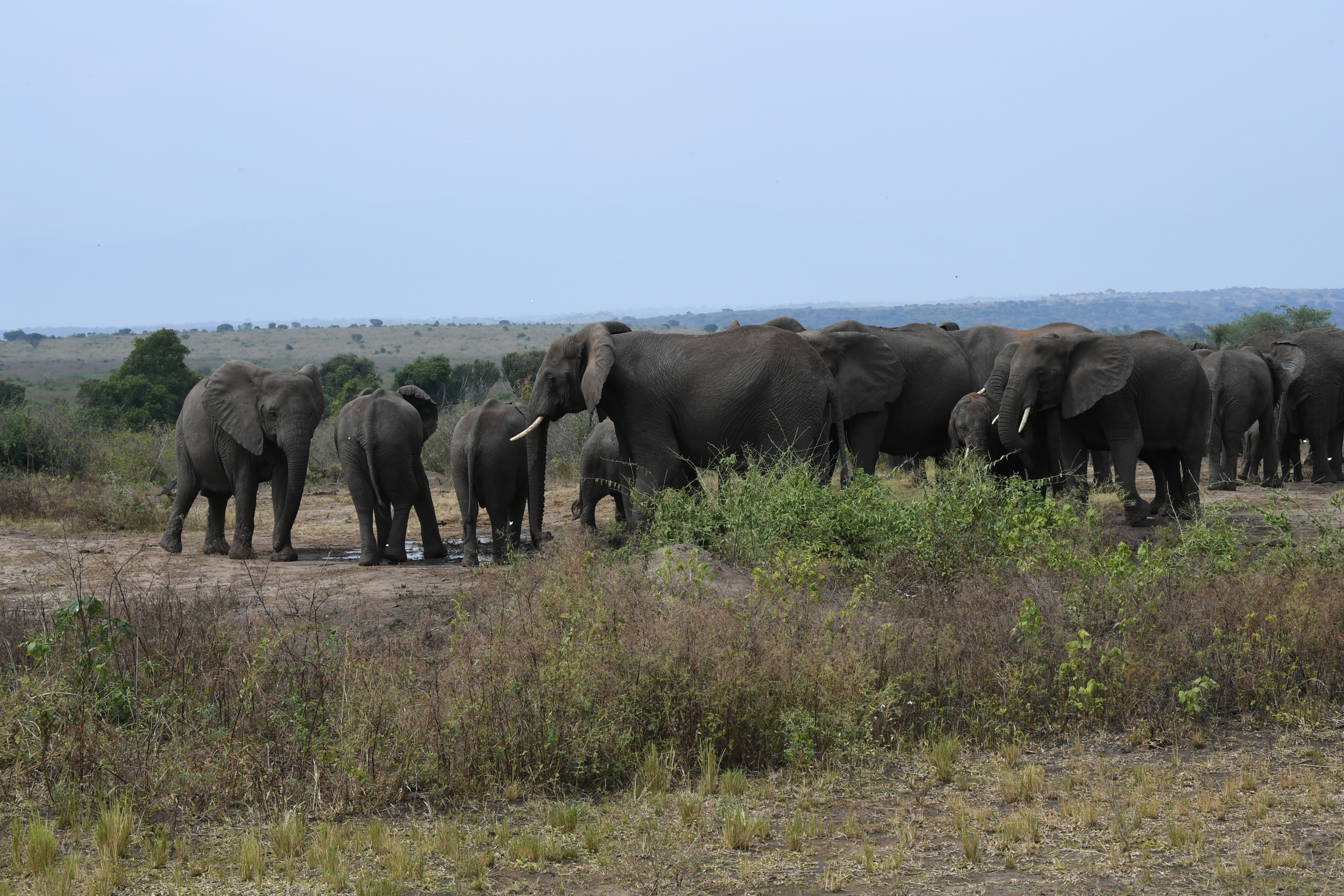 N&ouml;rdlich Kazinga Channel, Mweya, Queen Elizabeth National Park