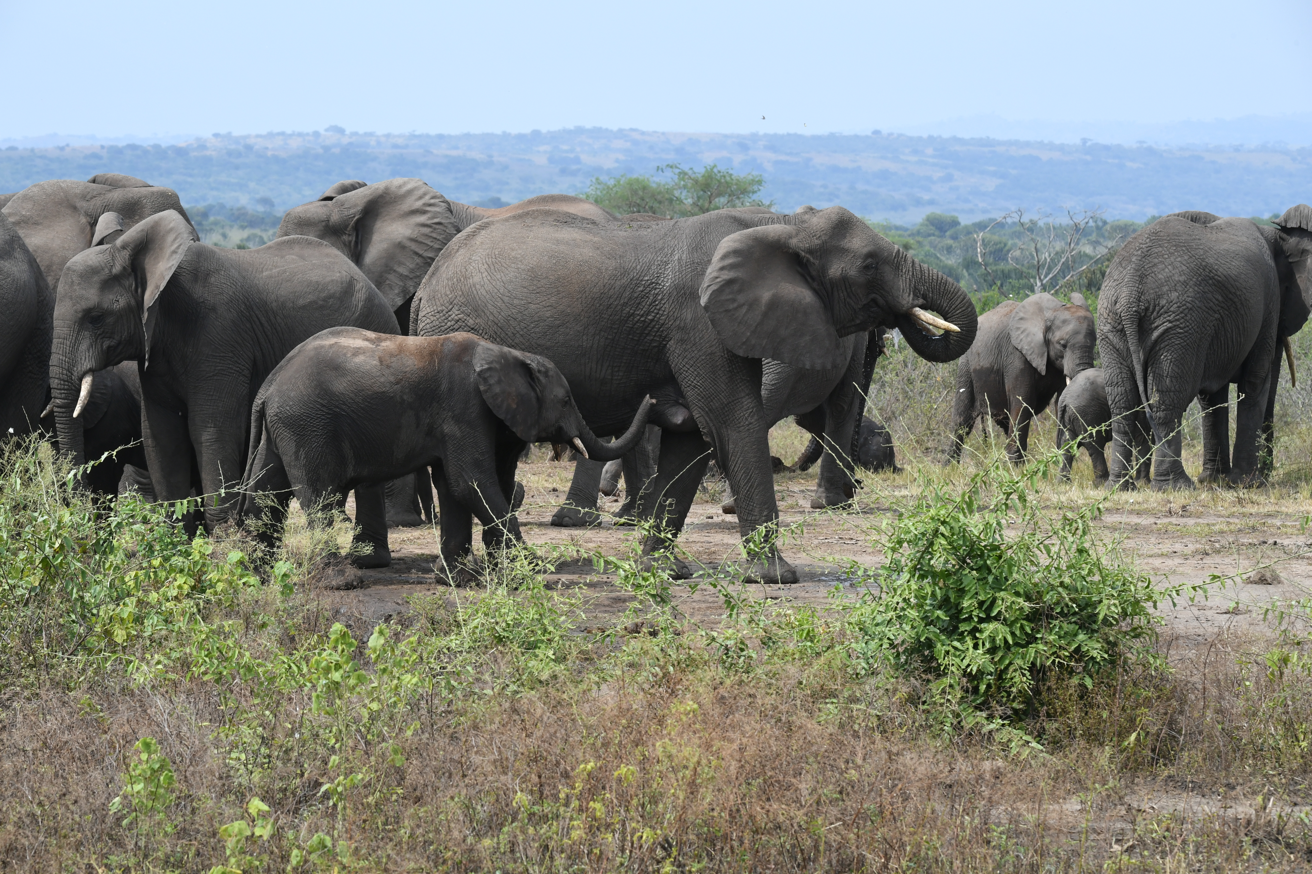 N&ouml;rdlich Kazinga Channel, Mweya, Queen Elizabeth National Park