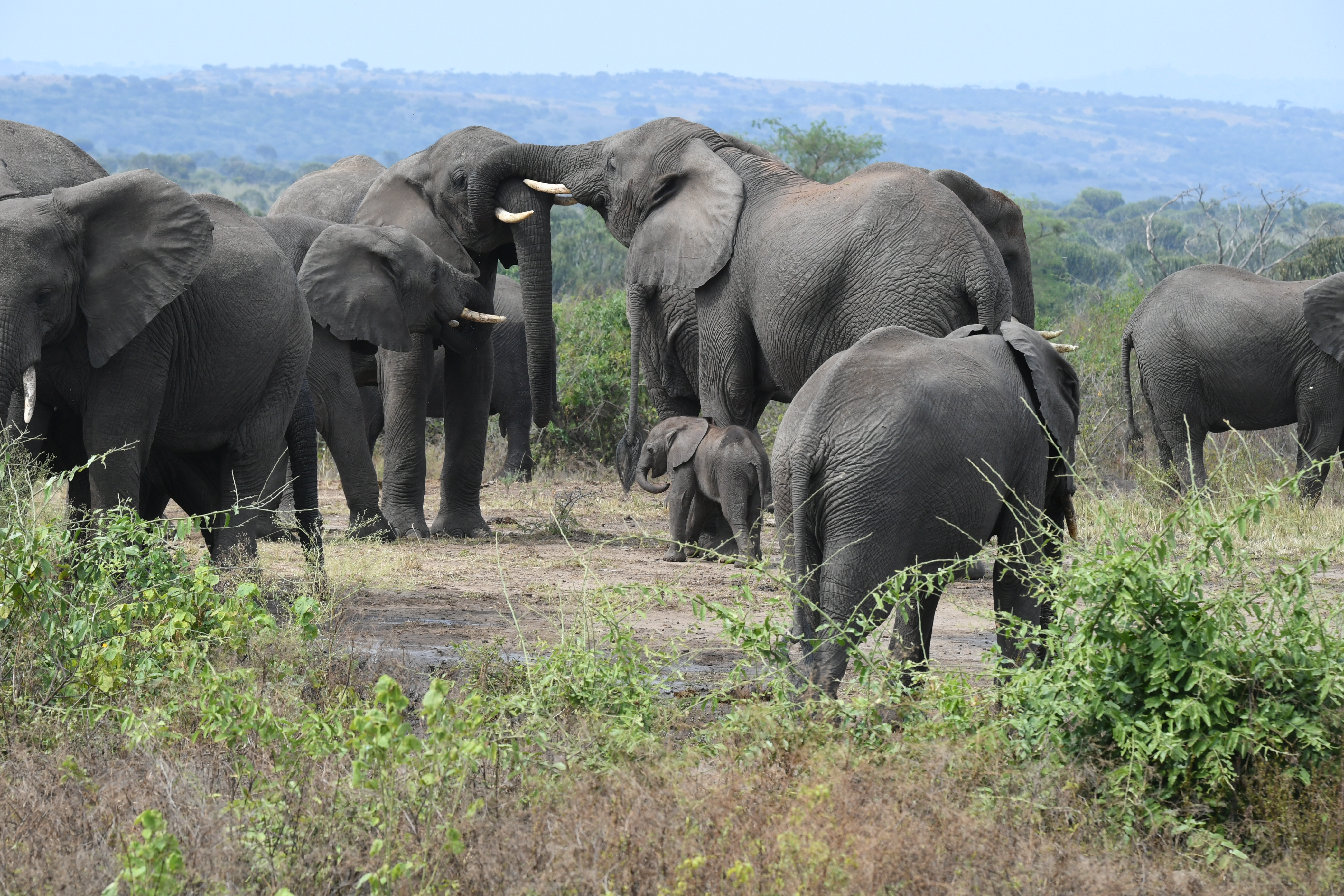 N&ouml;rdlich Kazinga Channel, Mweya, Queen Elizabeth National Park