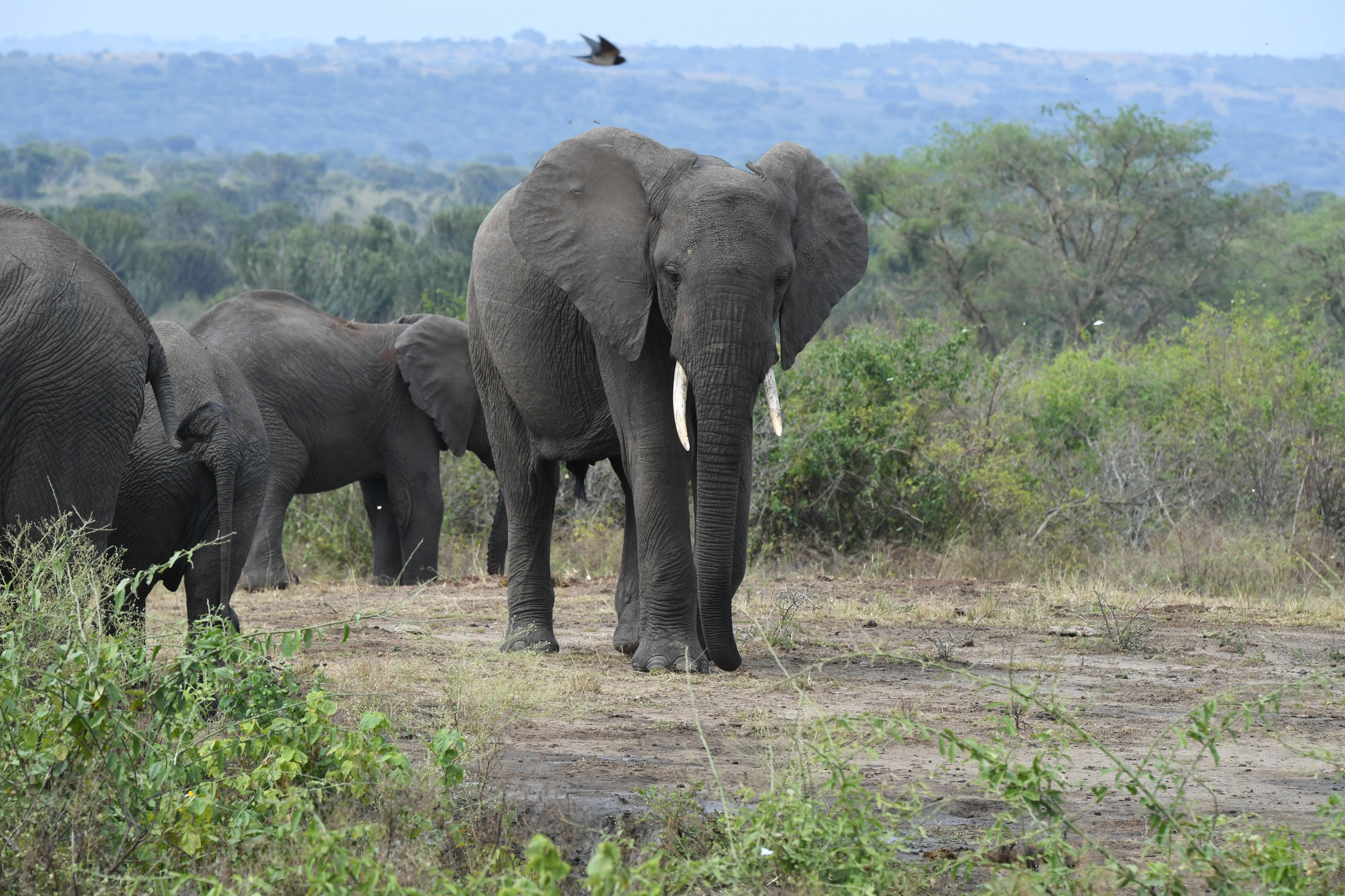 N&ouml;rdlich Kazinga Channel, Mweya, Queen Elizabeth National Park