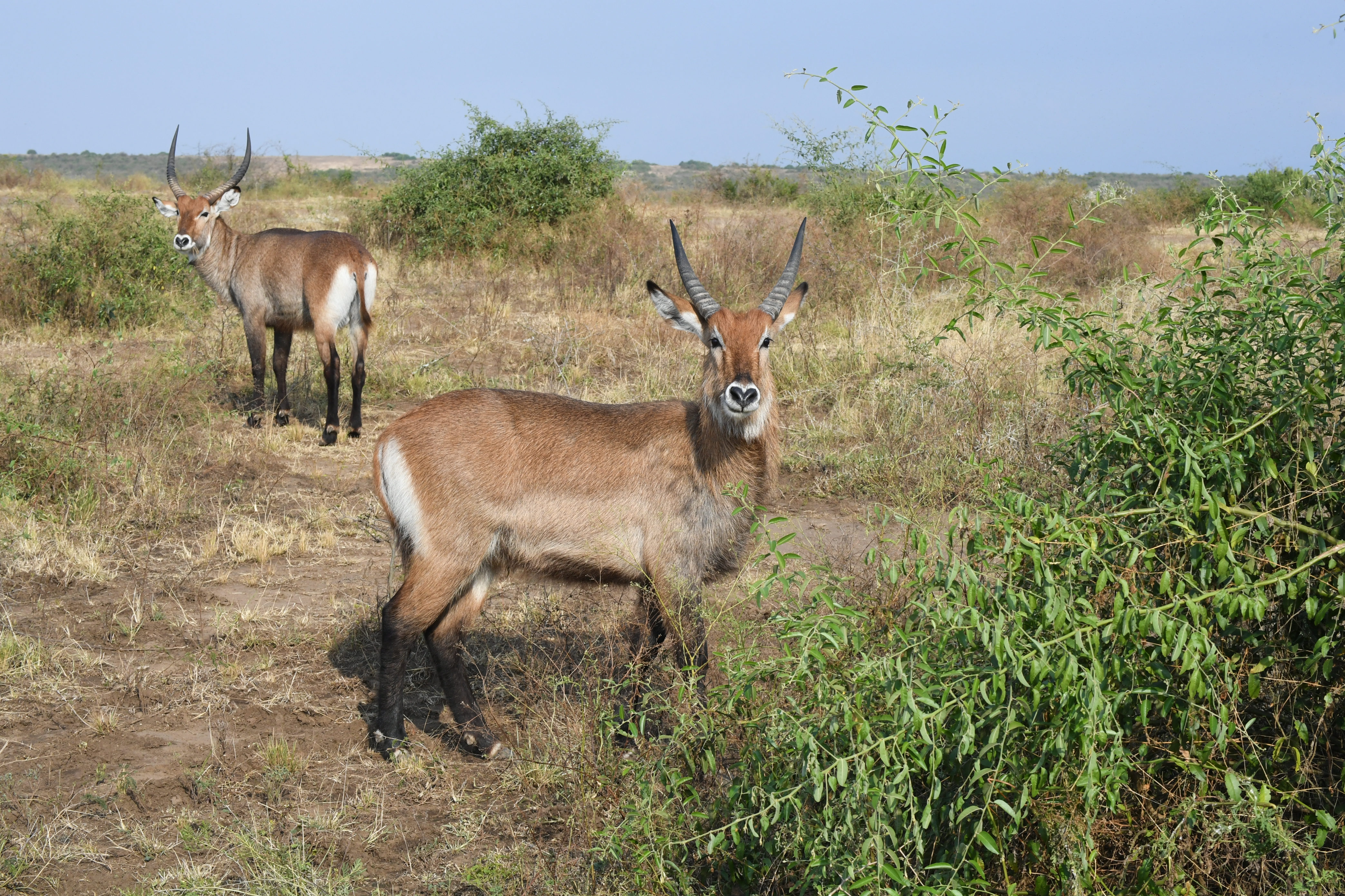 N&ouml;rdlich Kazinga Channel, Mweya, Queen Elizabeth National Park