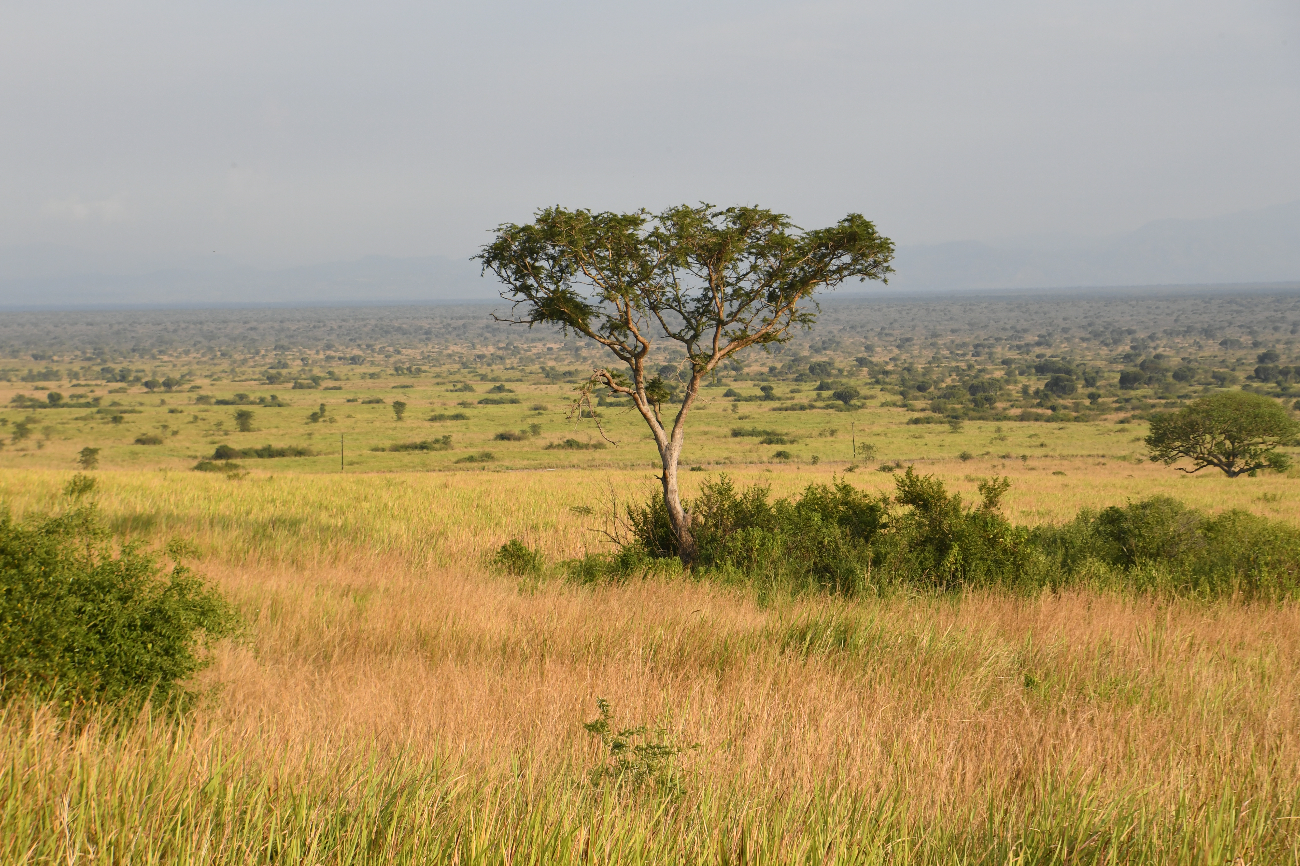 N&ouml;rdlich Kazinga Channel, Mweya, Queen Elizabeth National Park