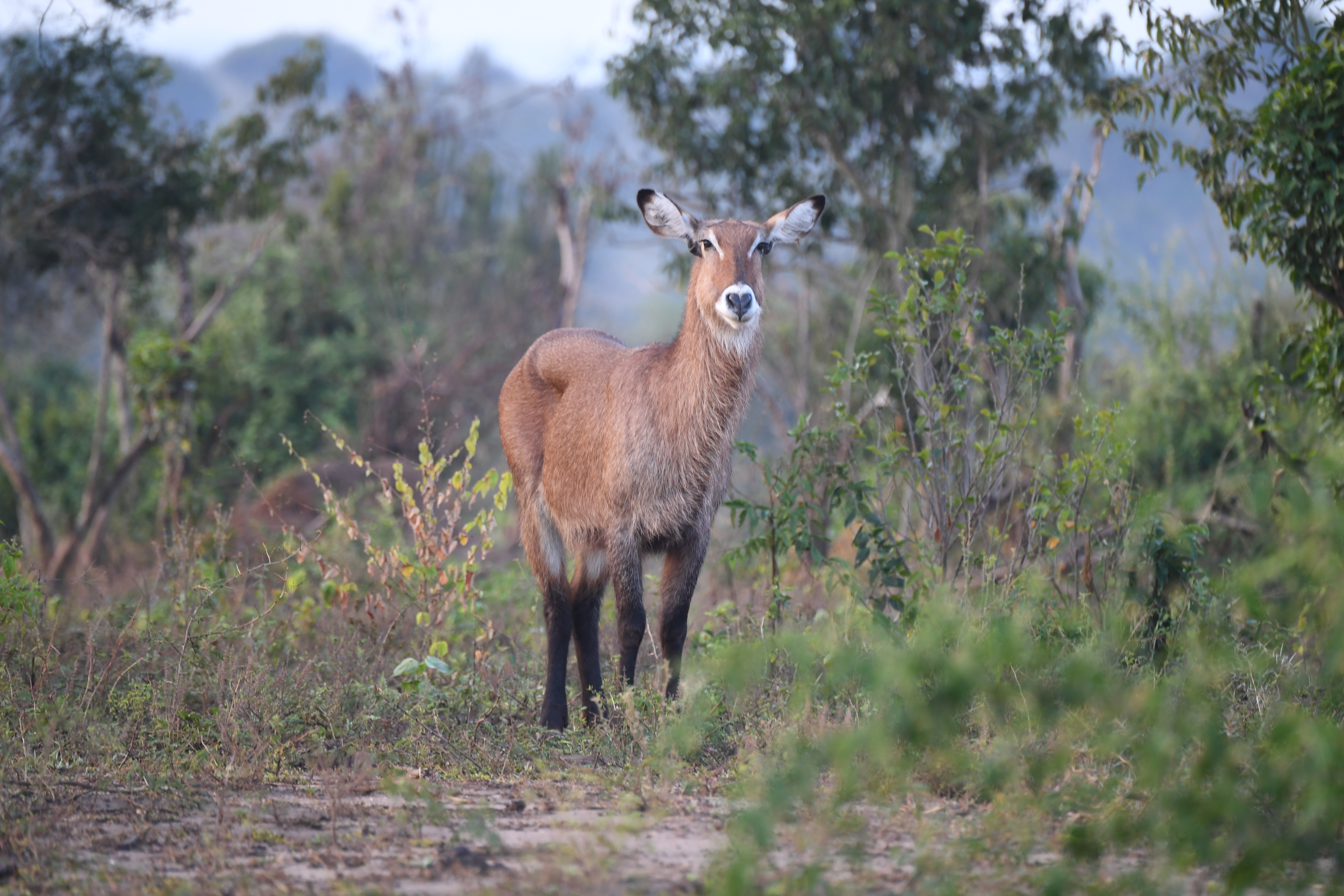 N&ouml;rdlich Kazinga Channel, Mweya, Queen Elizabeth National Park