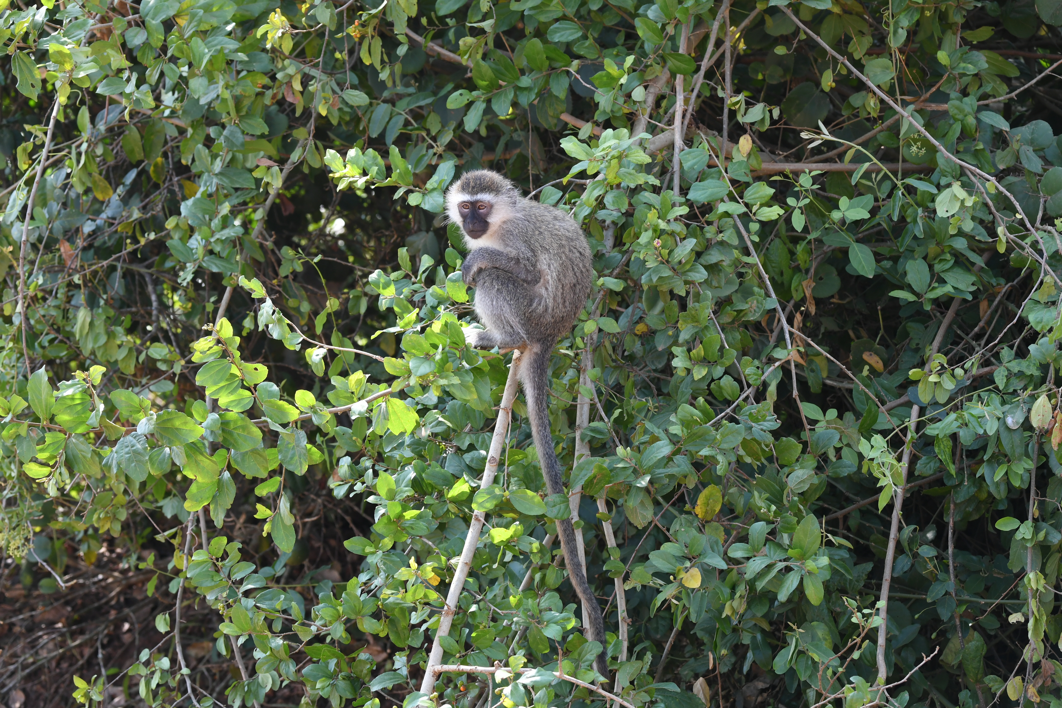 S&uuml;dlich Kazinga Channel, Mweya, Queen Elizabeth National Park