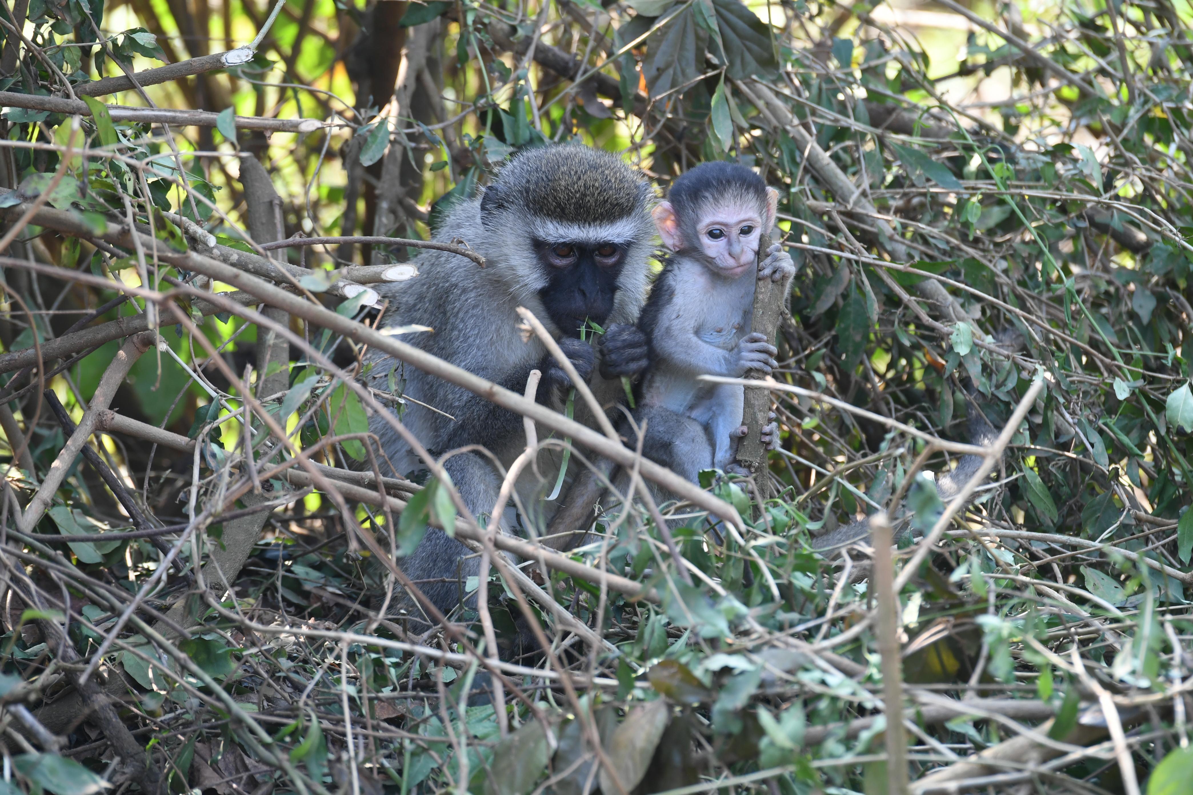 S&uuml;dlich Kazinga Channel, Mweya, Queen Elizabeth National Park