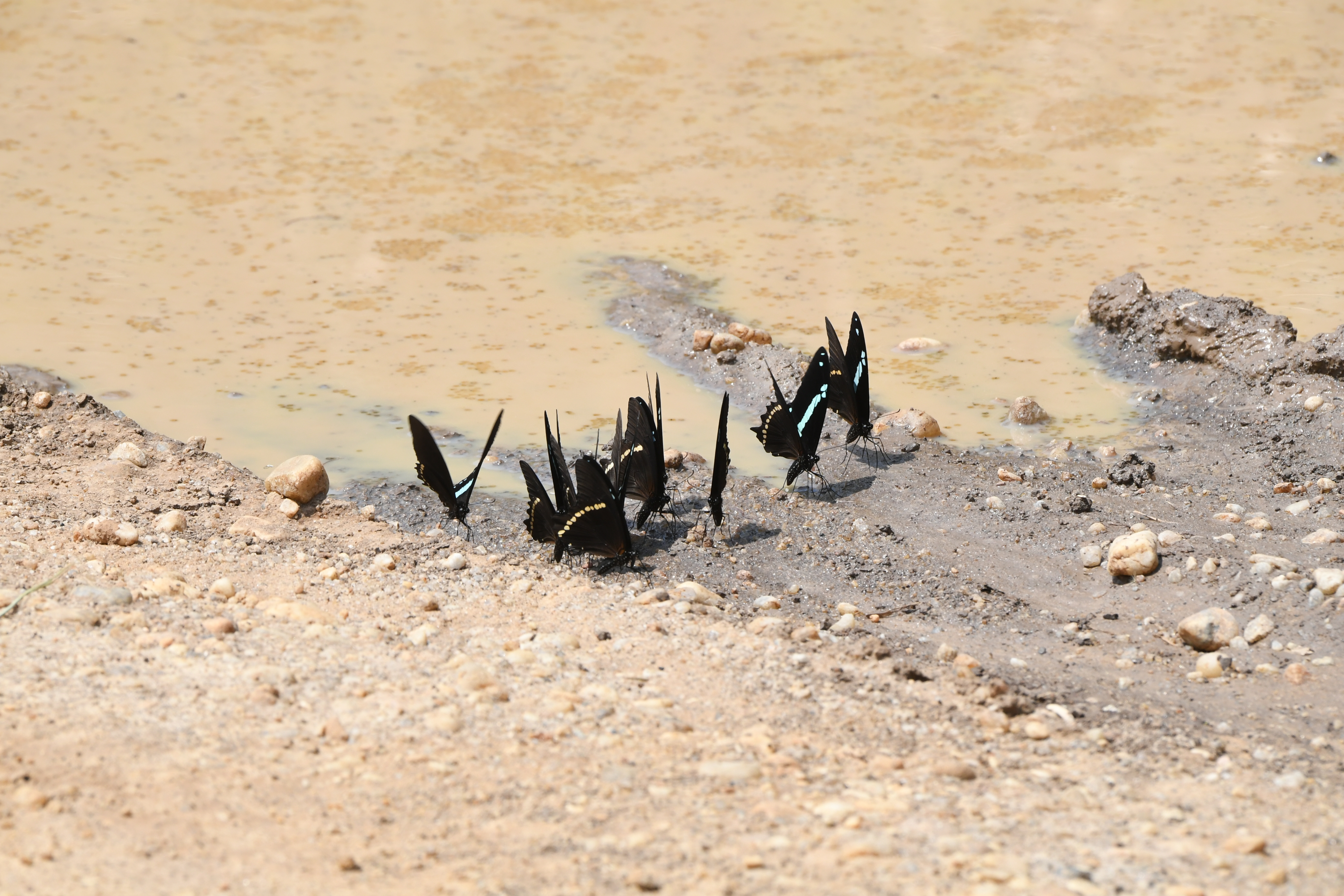 S&uuml;dlich Kazinga Channel, Mweya, Queen Elizabeth National Park
