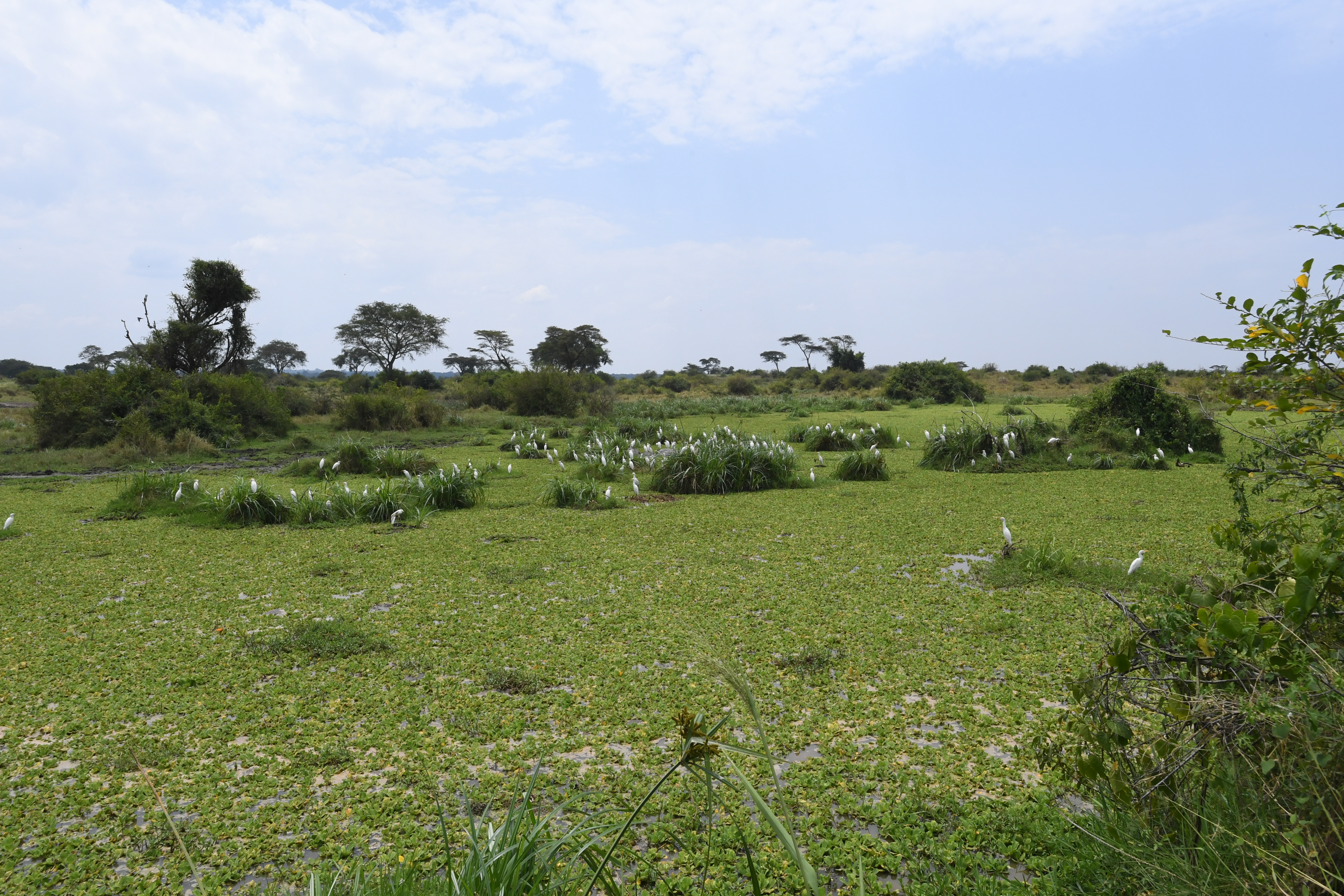 Ishasha Sector, Queen Elizabeth National Park