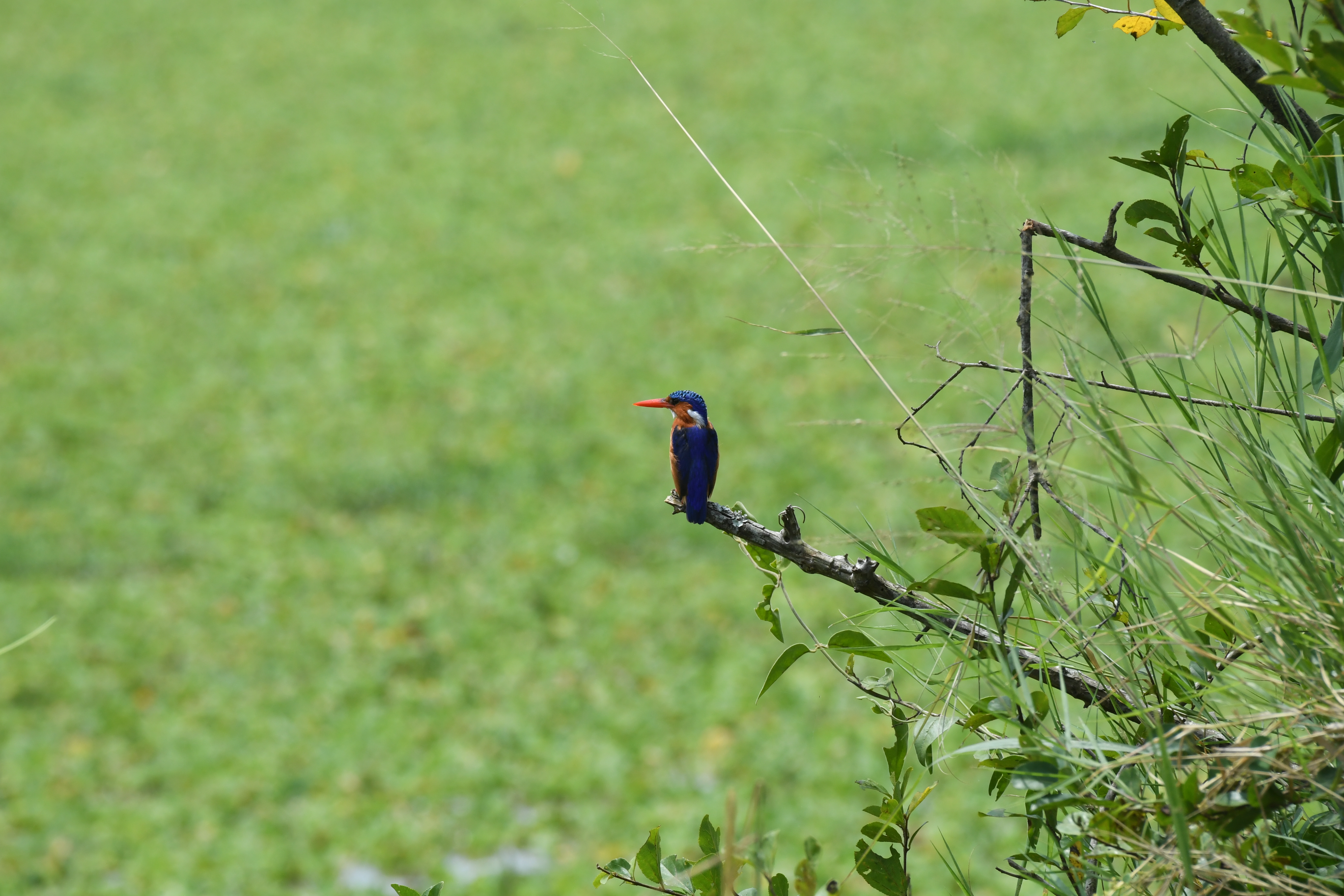 Ishasha Sector, Queen Elizabeth National Park