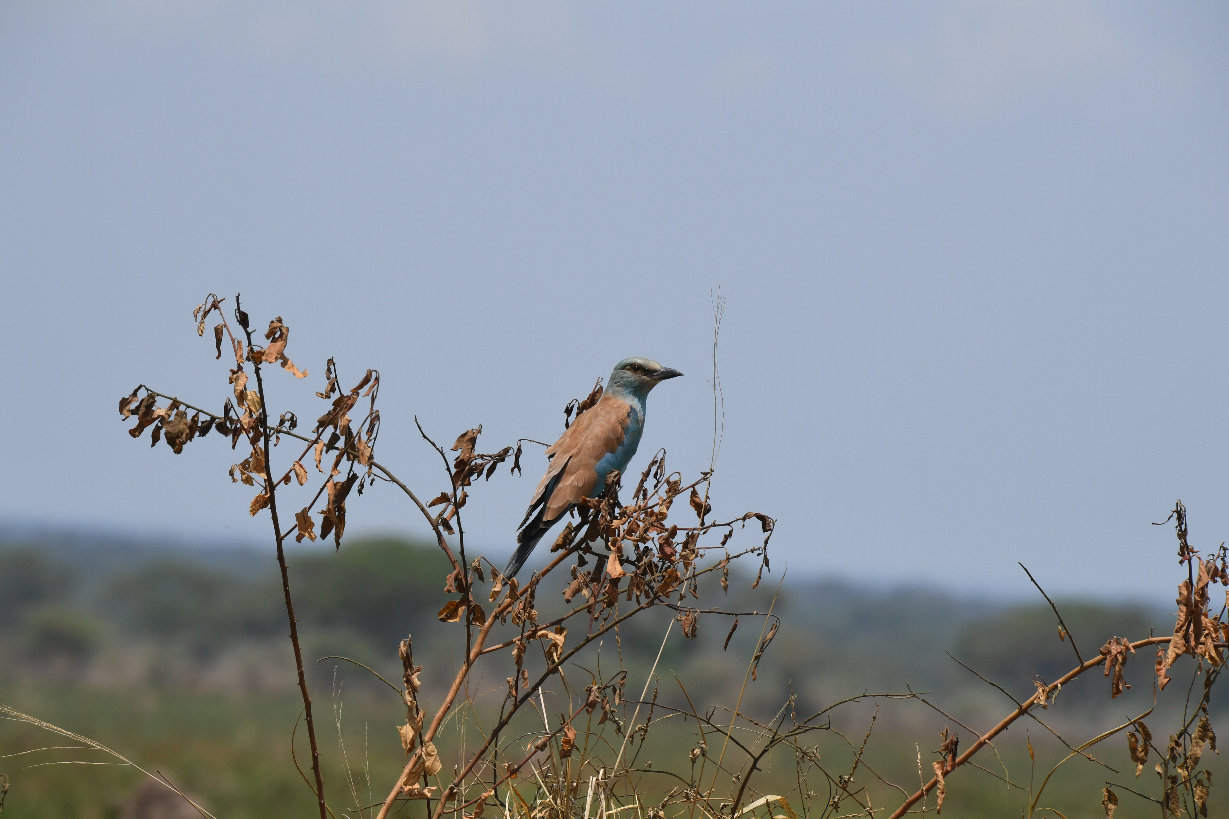 Ishasha Sector, Queen Elizabeth National Park