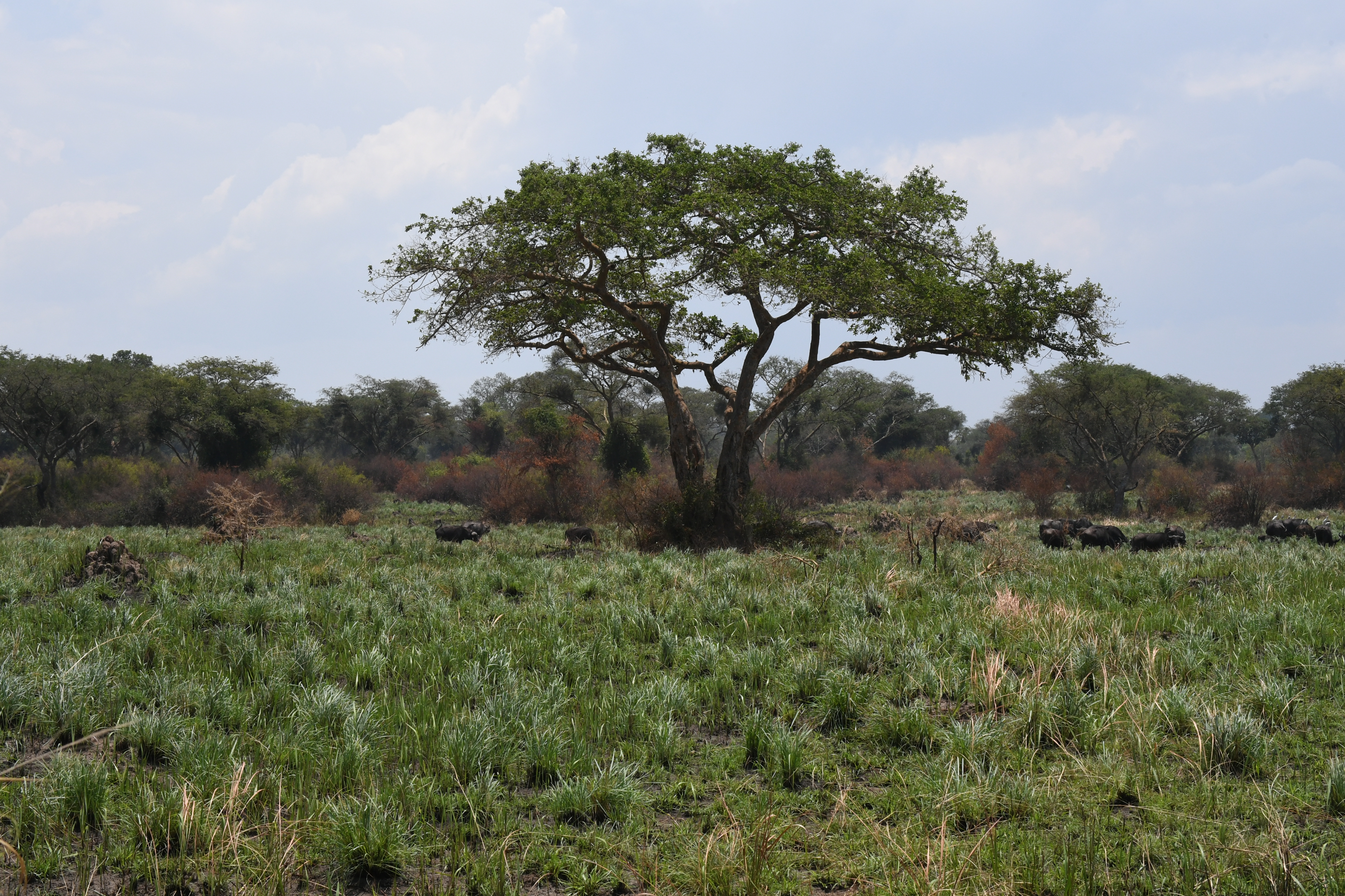 Ishasha Sector, Queen Elizabeth National Park