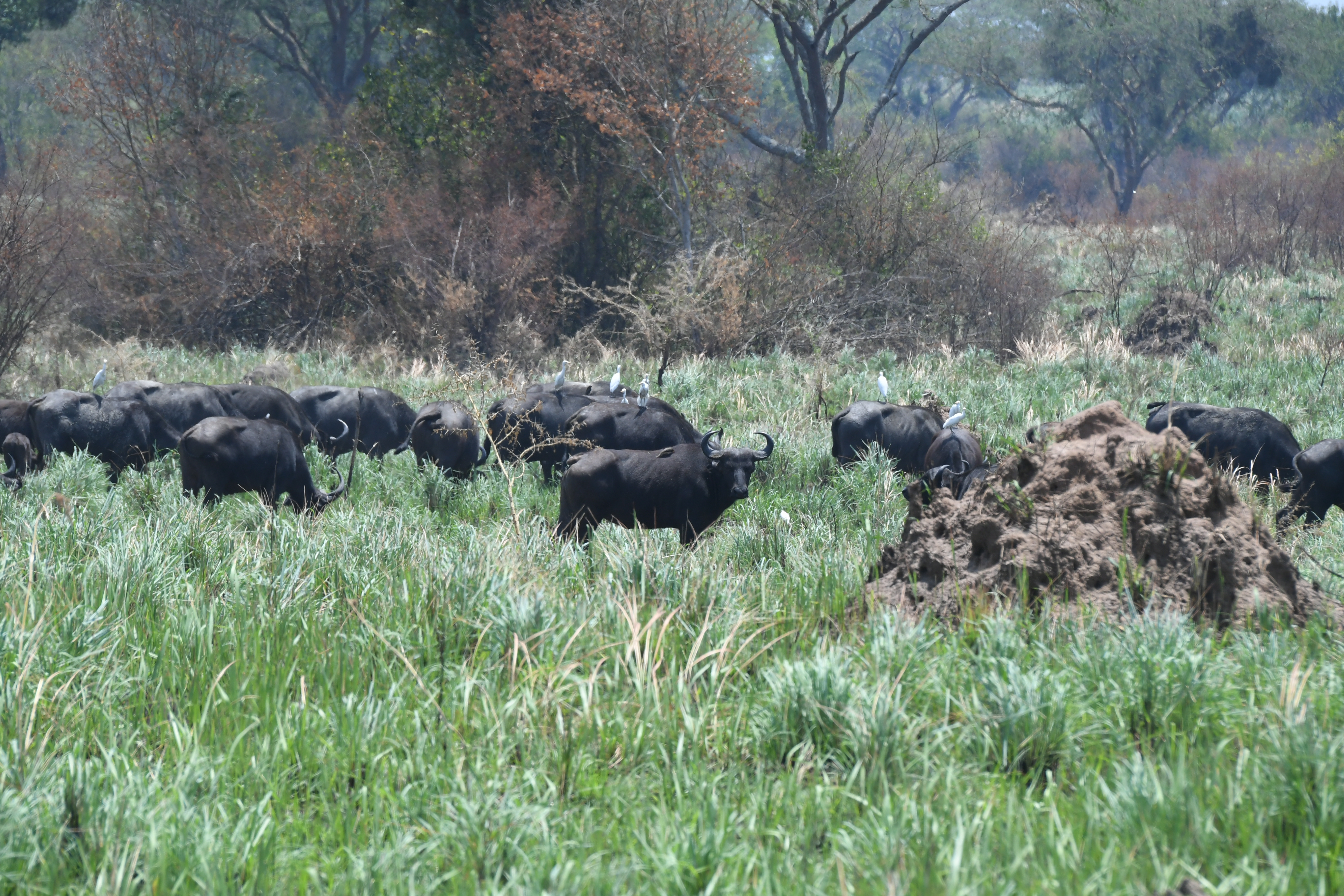 Ishasha Sector, Queen Elizabeth National Park