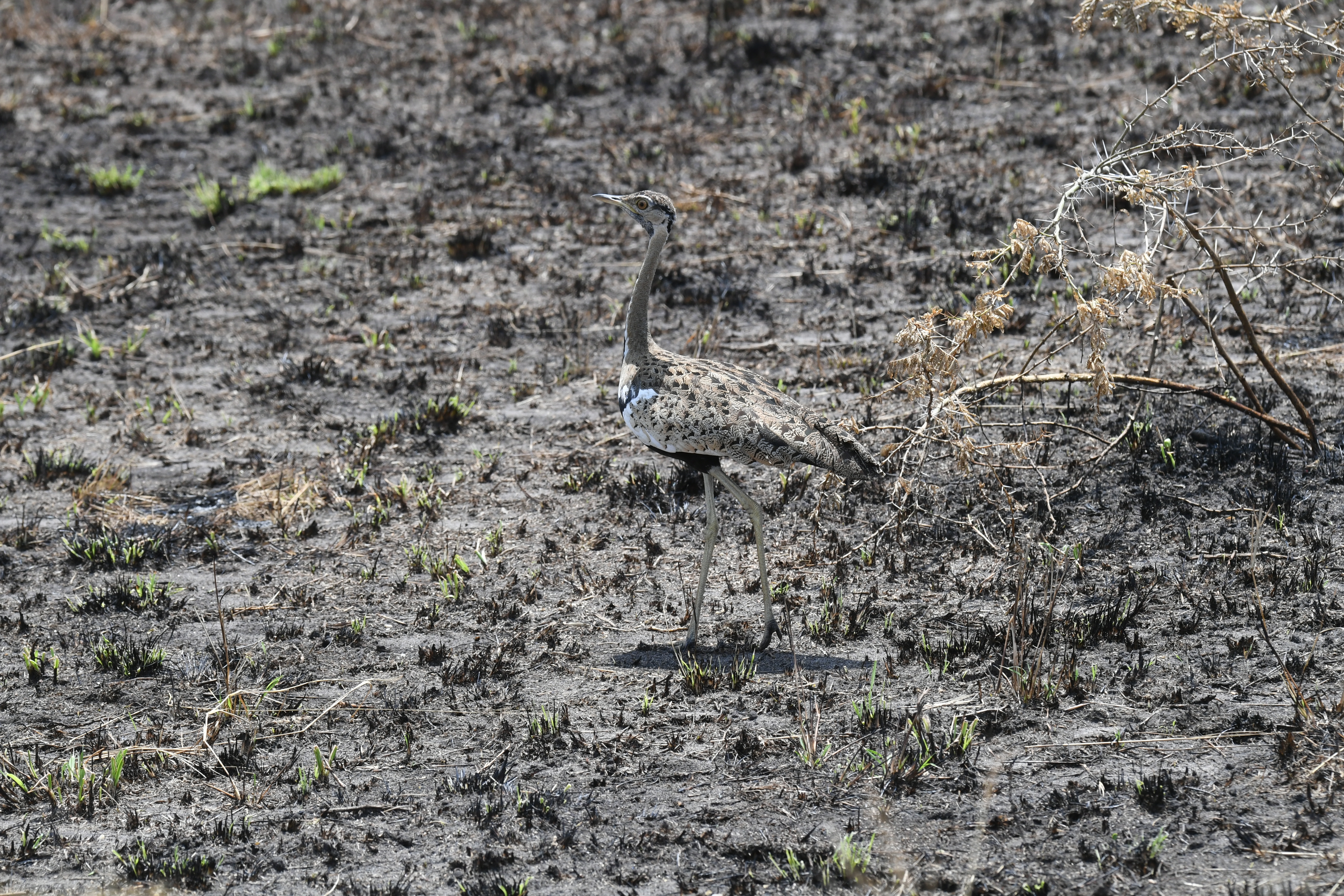 Ishasha Sector, Queen Elizabeth National Park