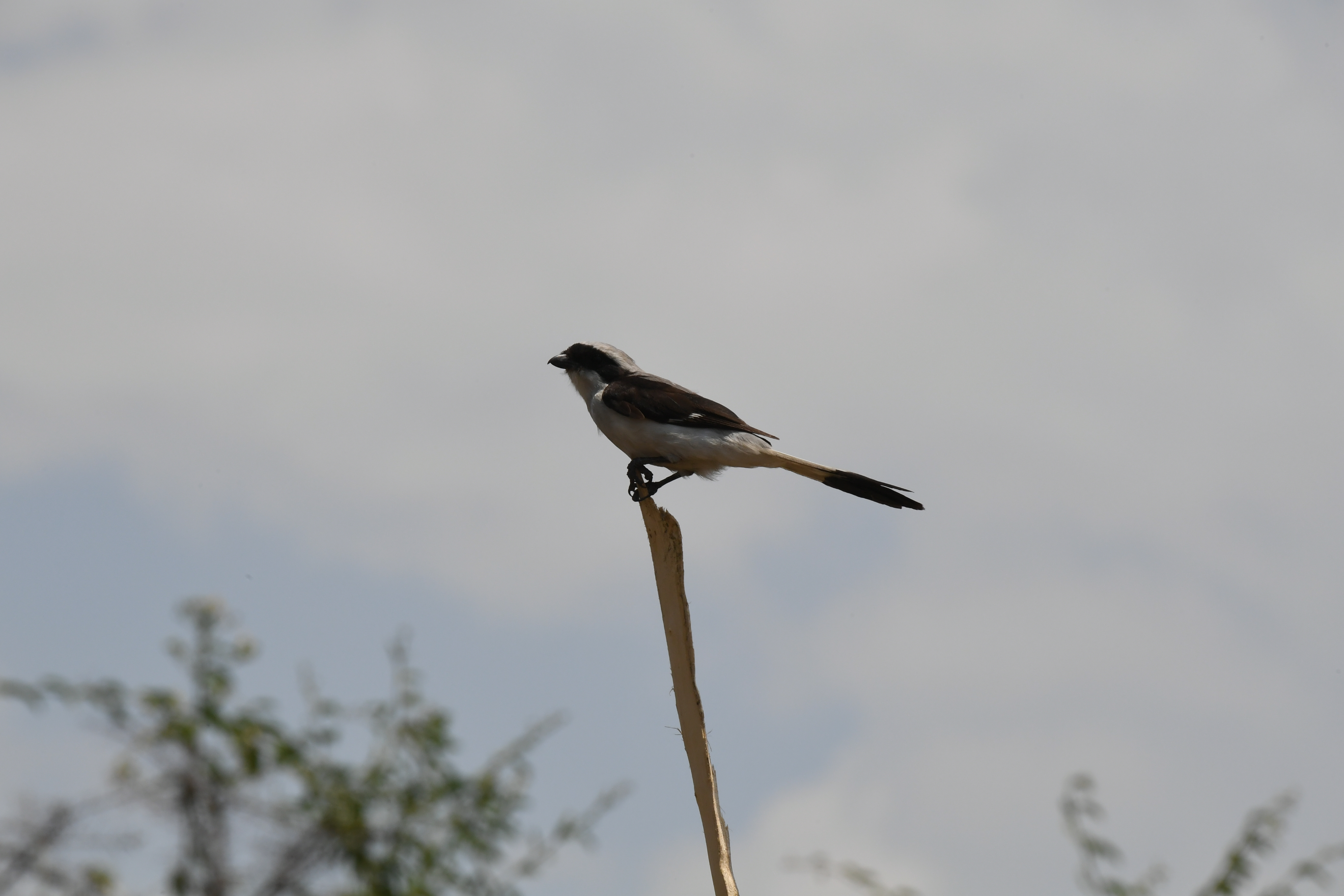Ishasha Sector, Queen Elizabeth National Park