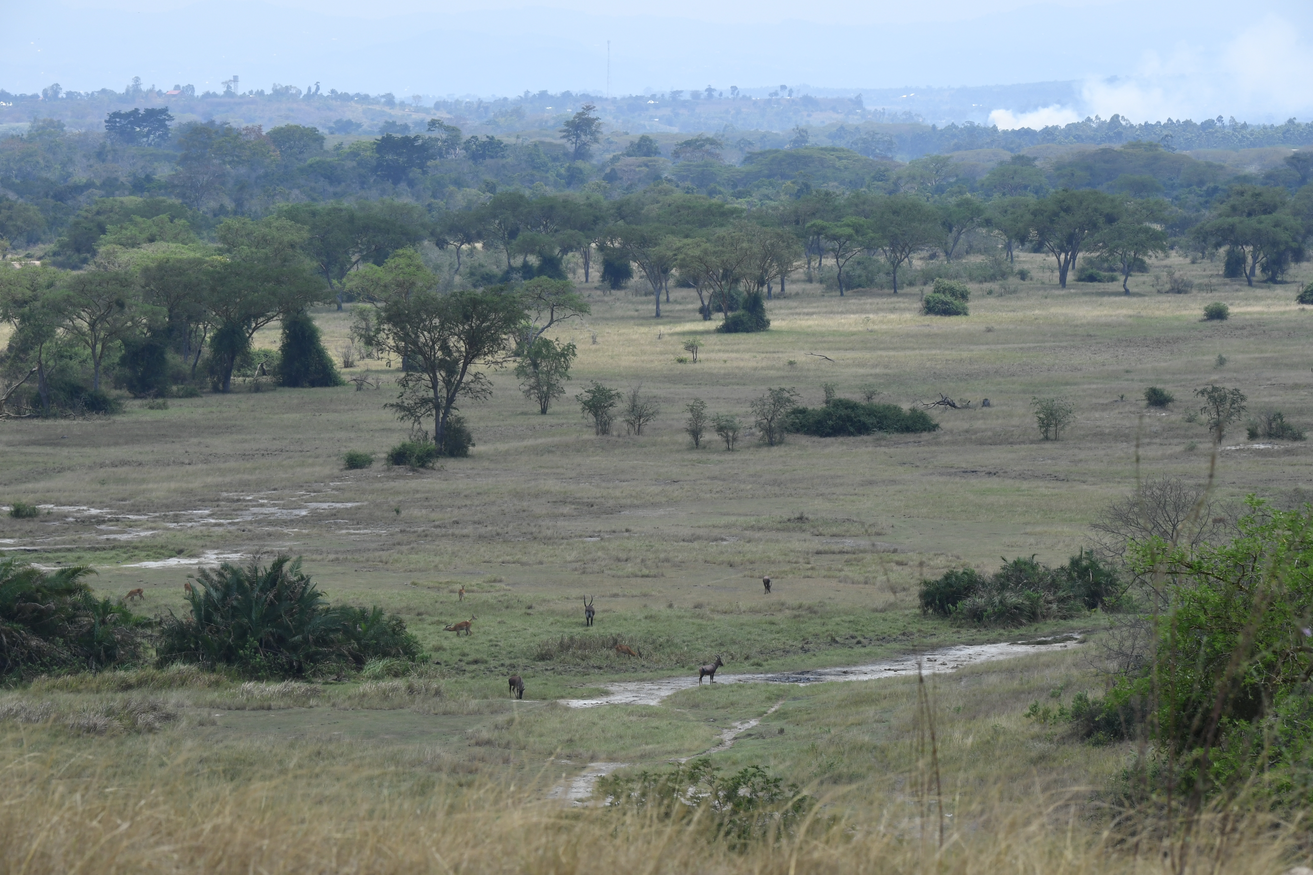 Ishasha Sector, Queen Elizabeth National Park