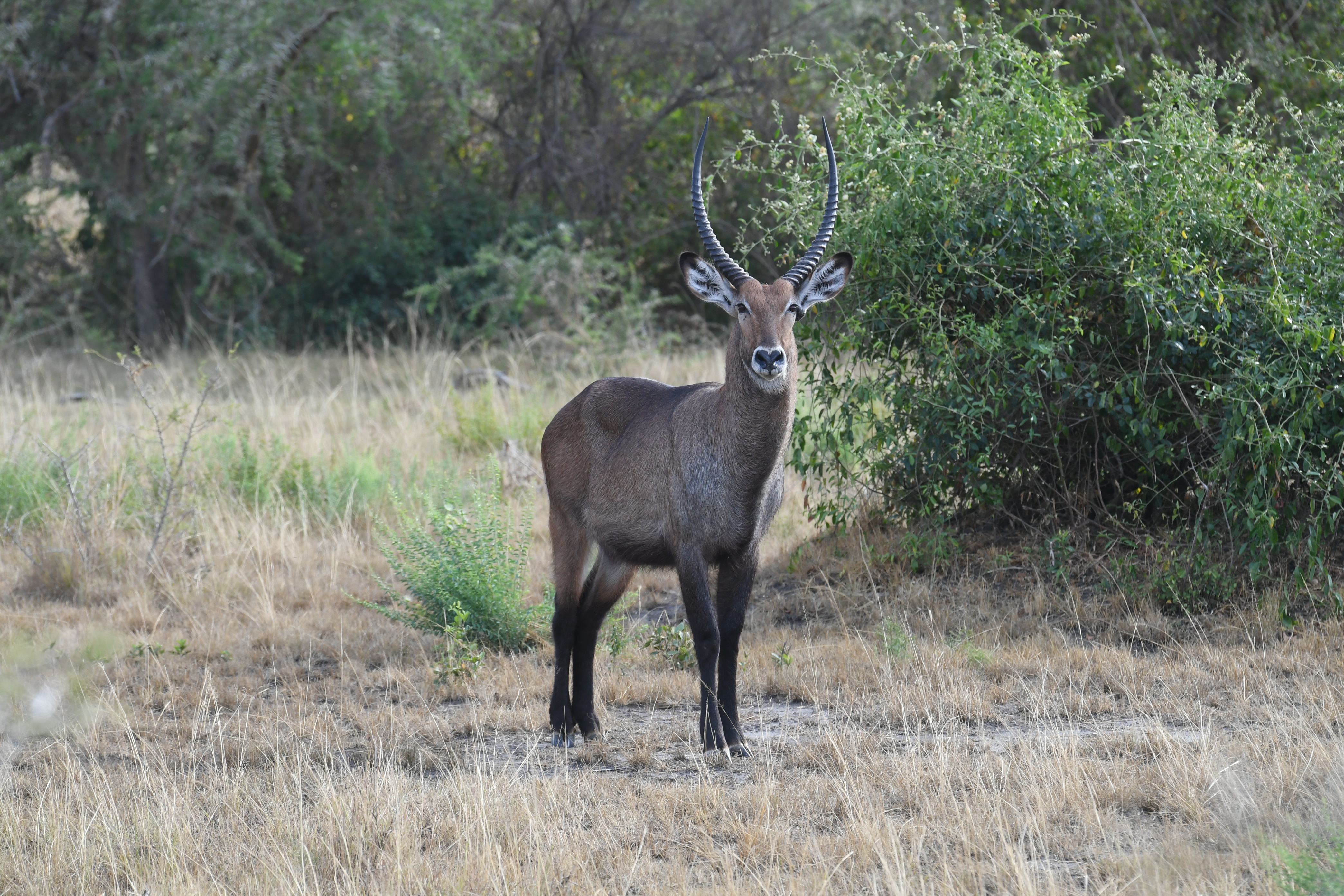 Ishasha Sector, Queen Elizabeth National Park