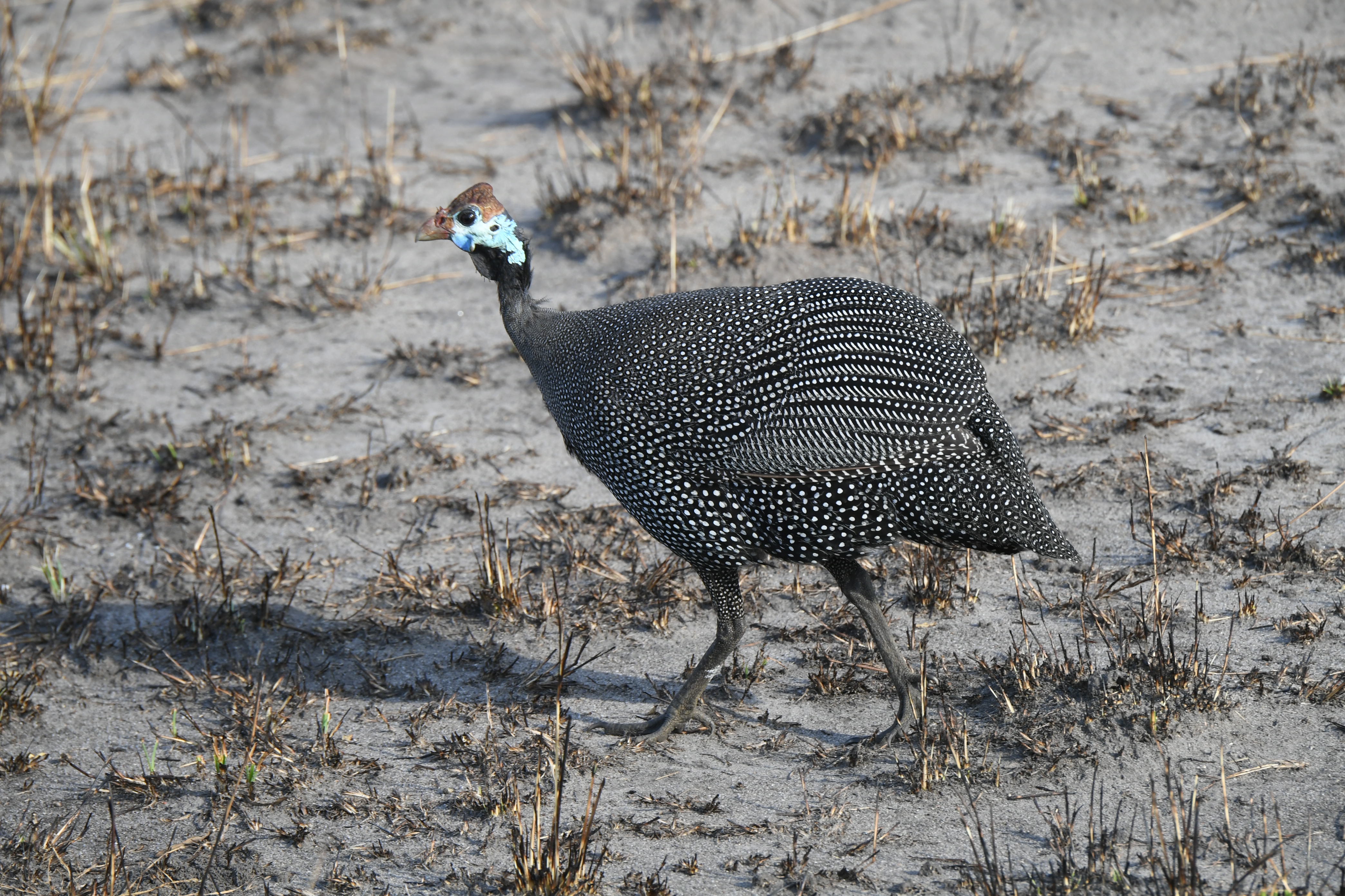Ishasha Sector, Queen Elizabeth National Park