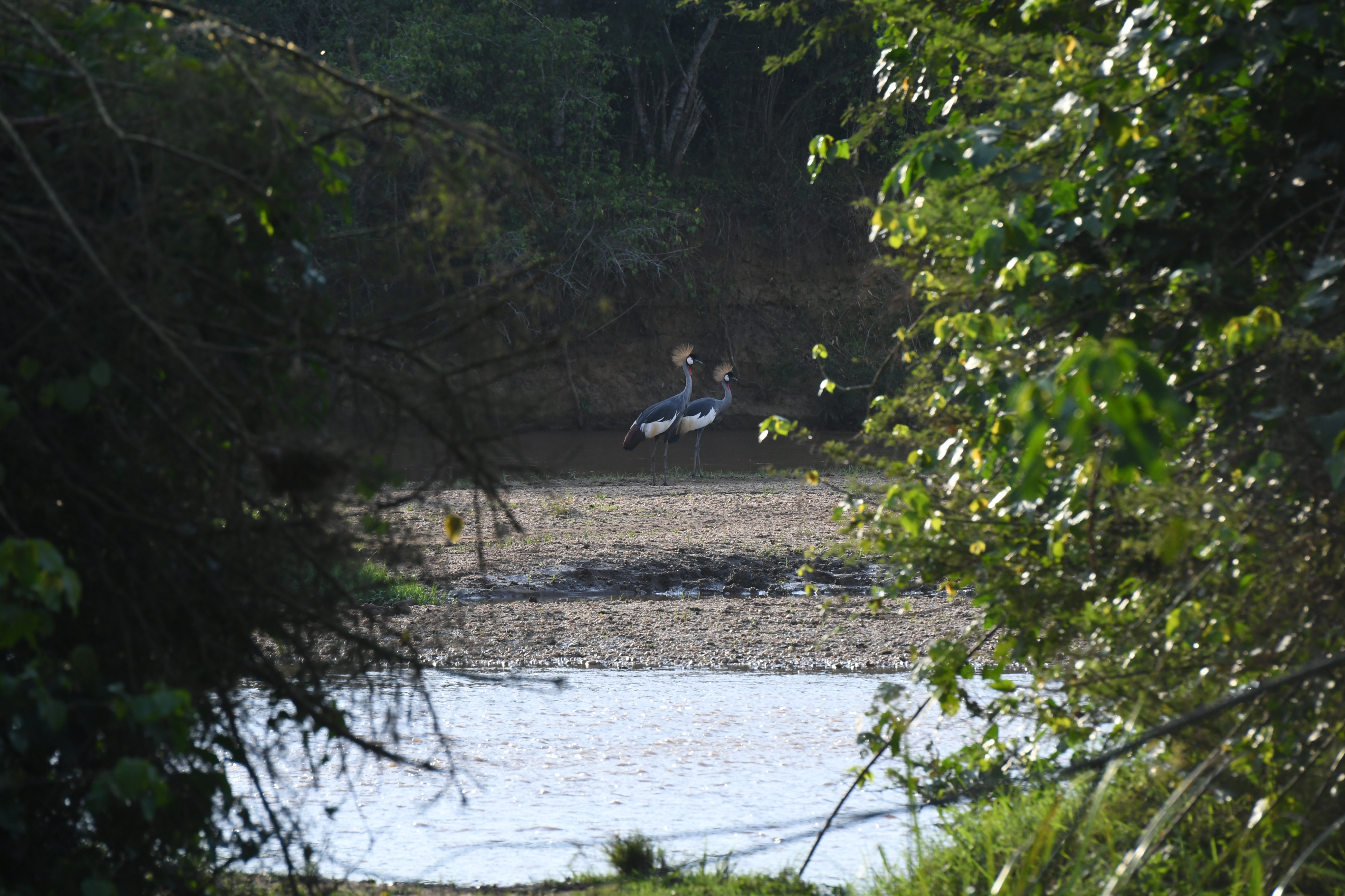 Ishasha River, Ishasha Airfield, Ishasha Sector, Queen Elizabeth National Park