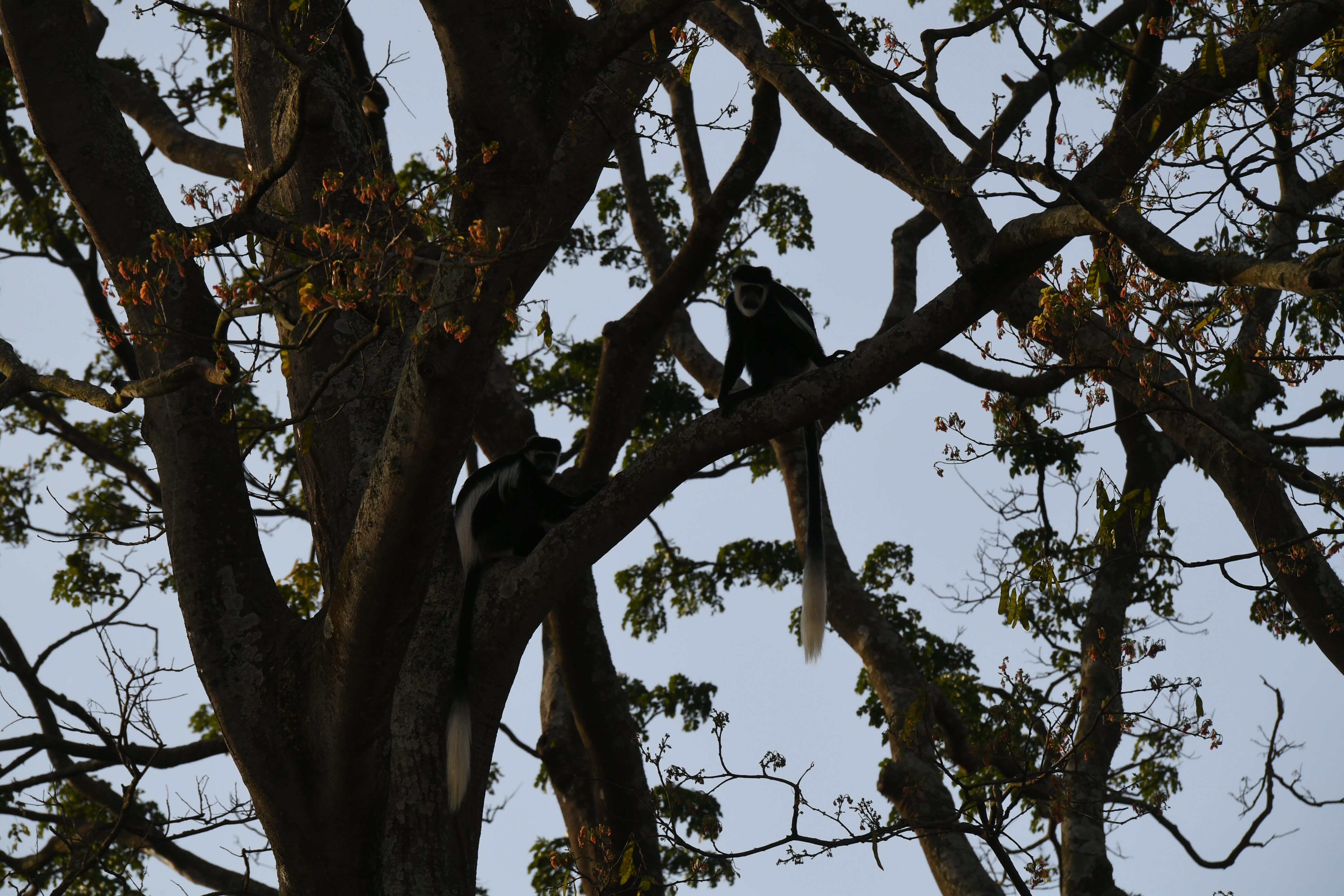 Ishasha River, Ishasha Airfield, Ishasha Sector, Queen Elizabeth National Park