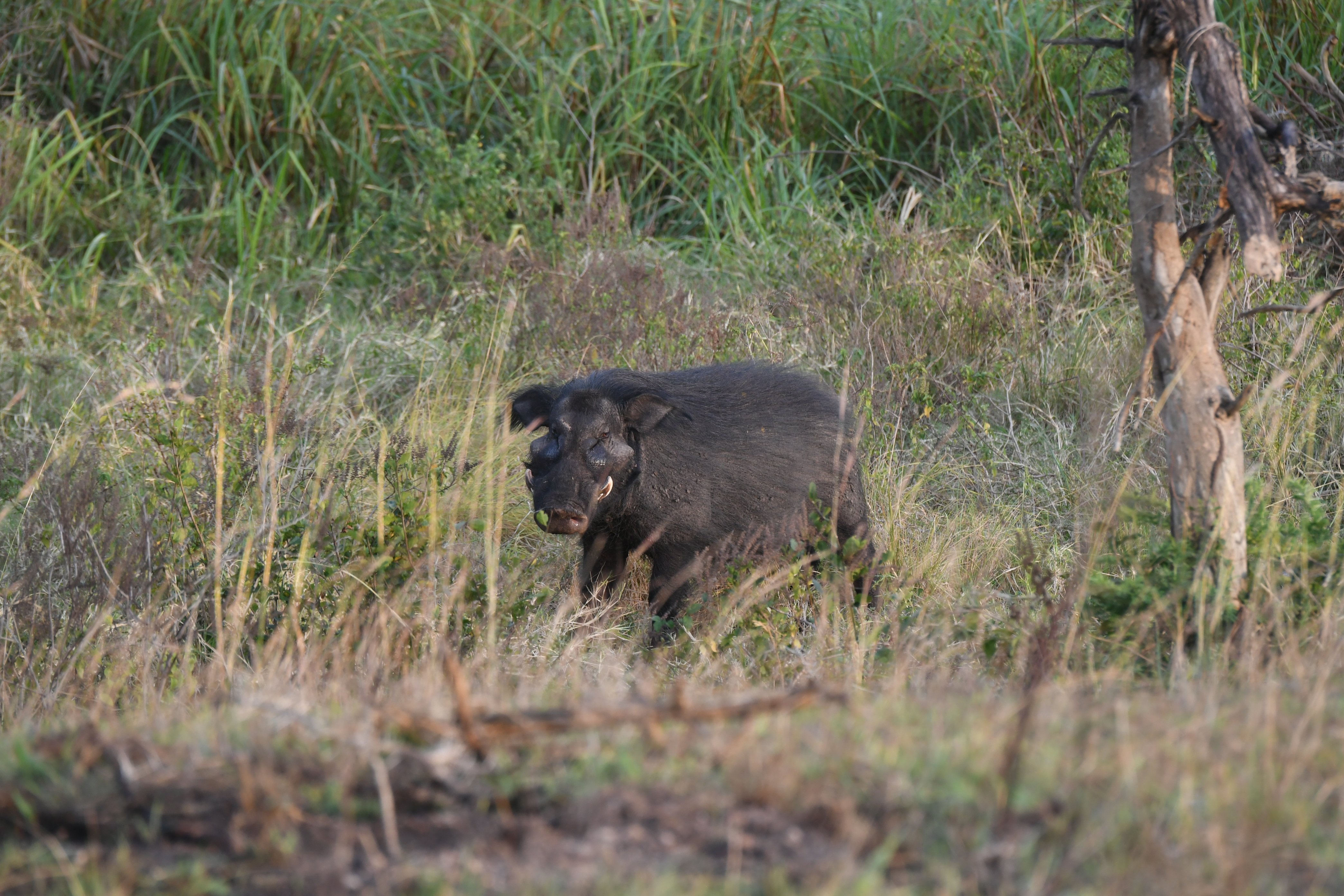 Ishasha Sector, Queen Elizabeth National Park