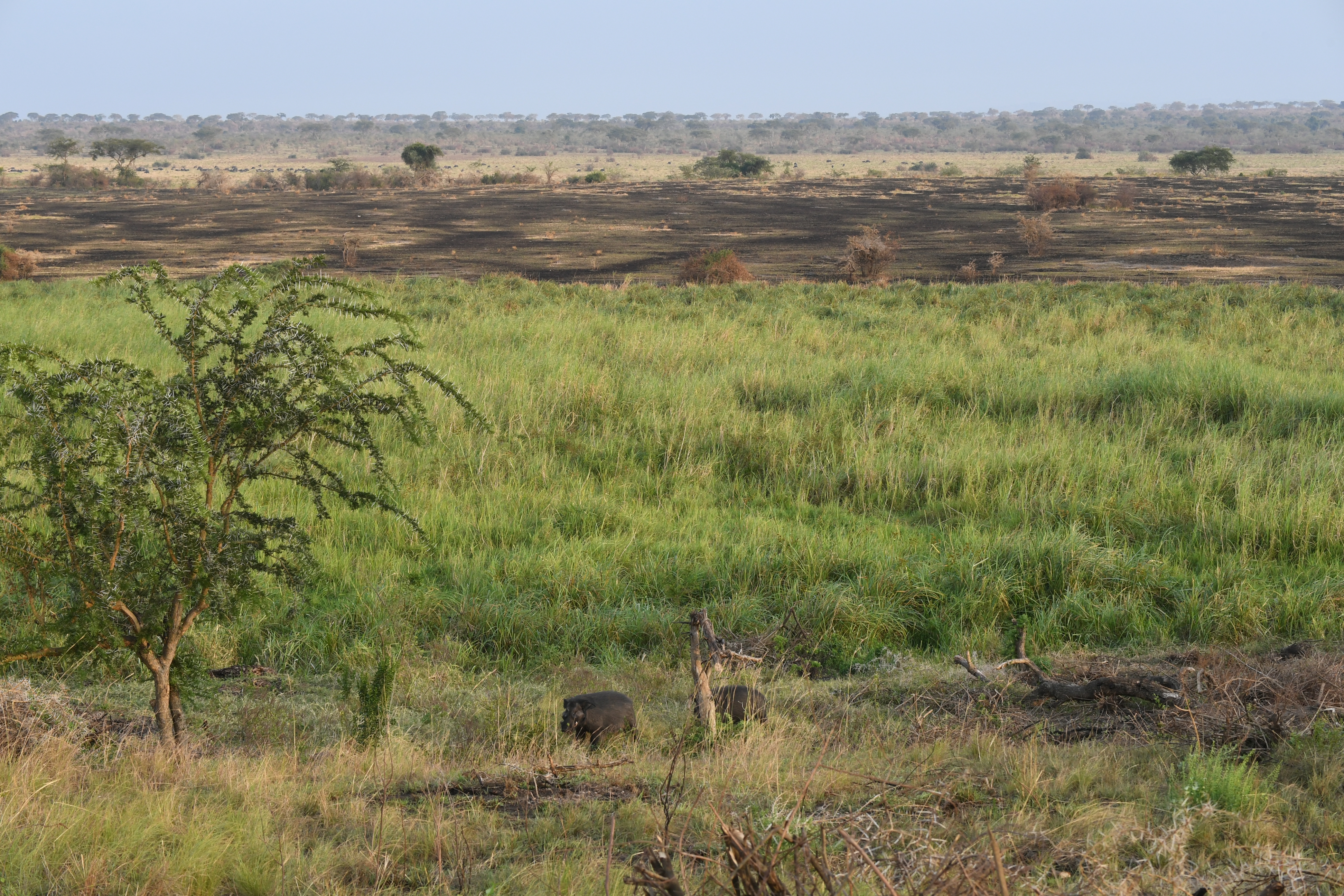 Ishasha Sector, Queen Elizabeth National Park